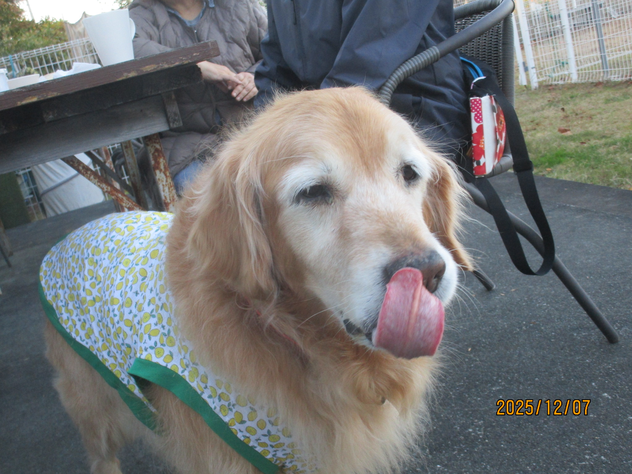 ももちゃん（Ⅴ）