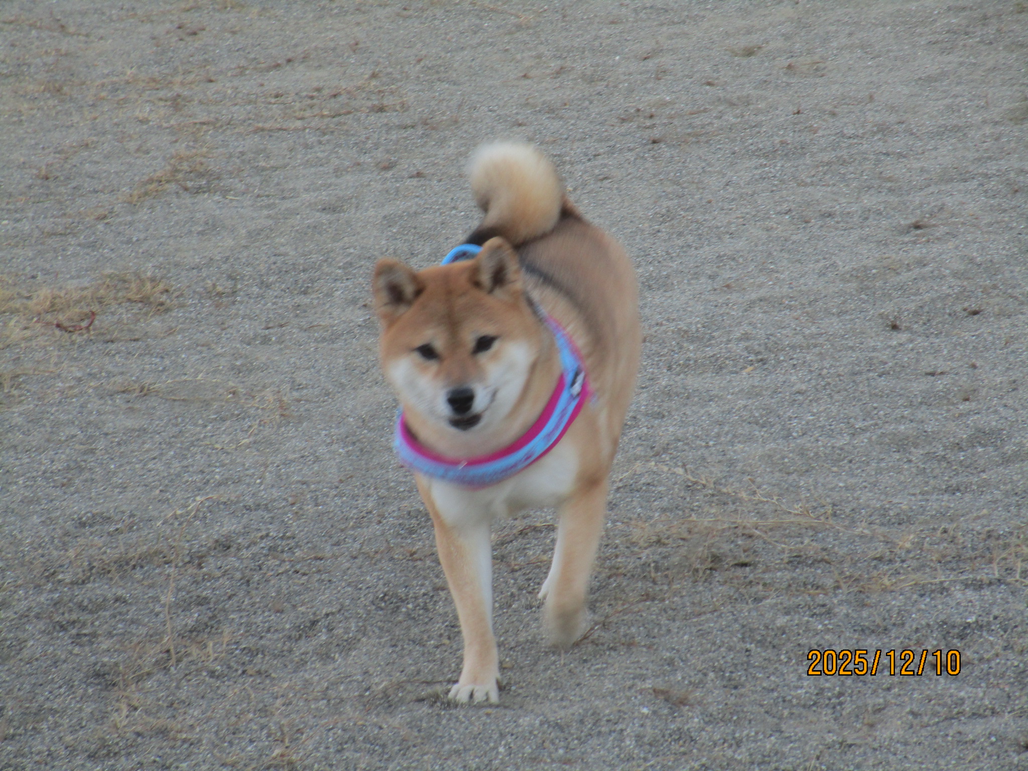 あおちゃん（１９）