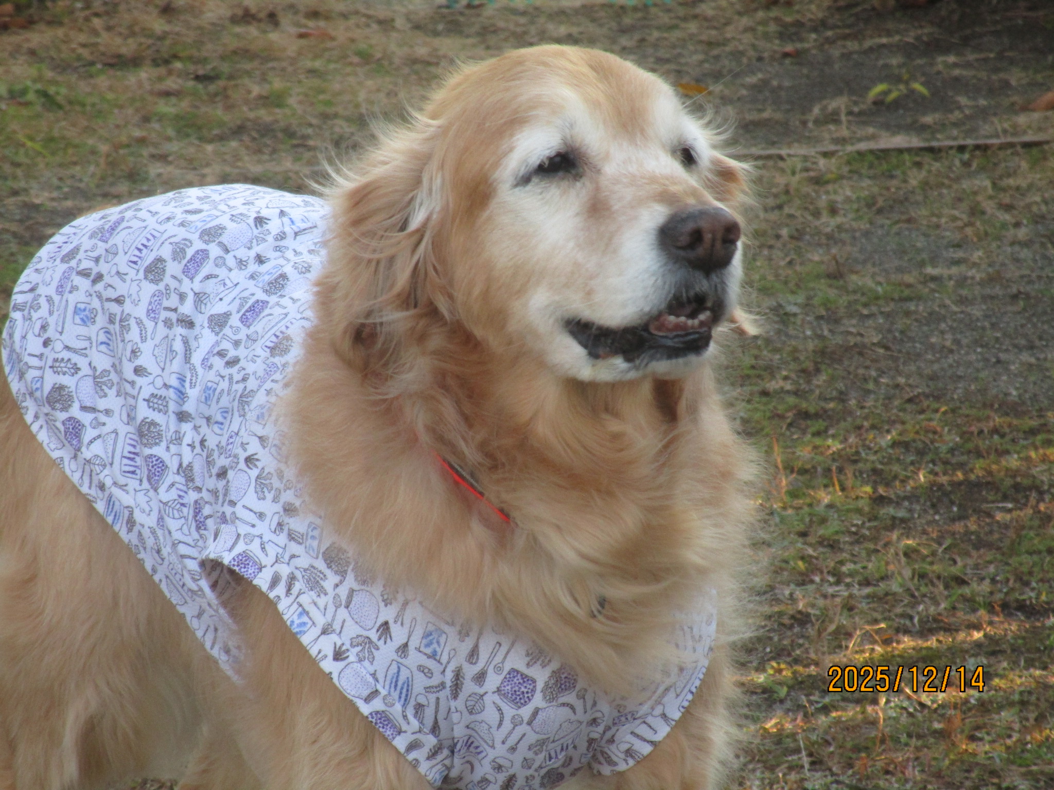 ももちゃん（Ⅴ）