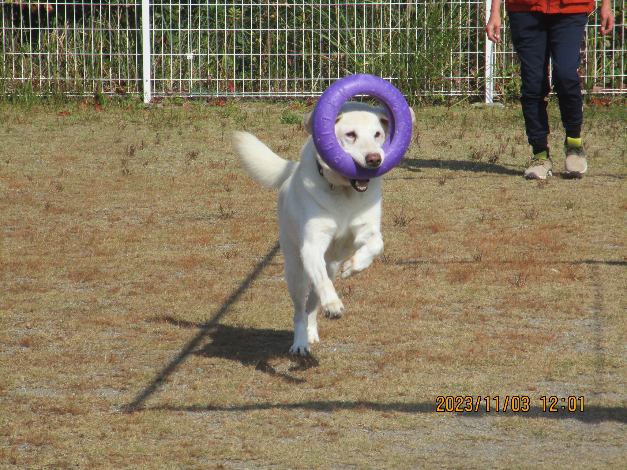 パーチェくん（Ｖ）