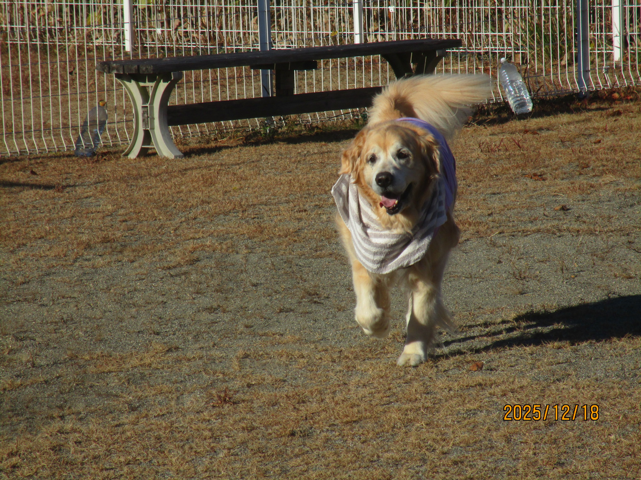 大和くん(Ⅴ) 大和くん(Ⅴ)