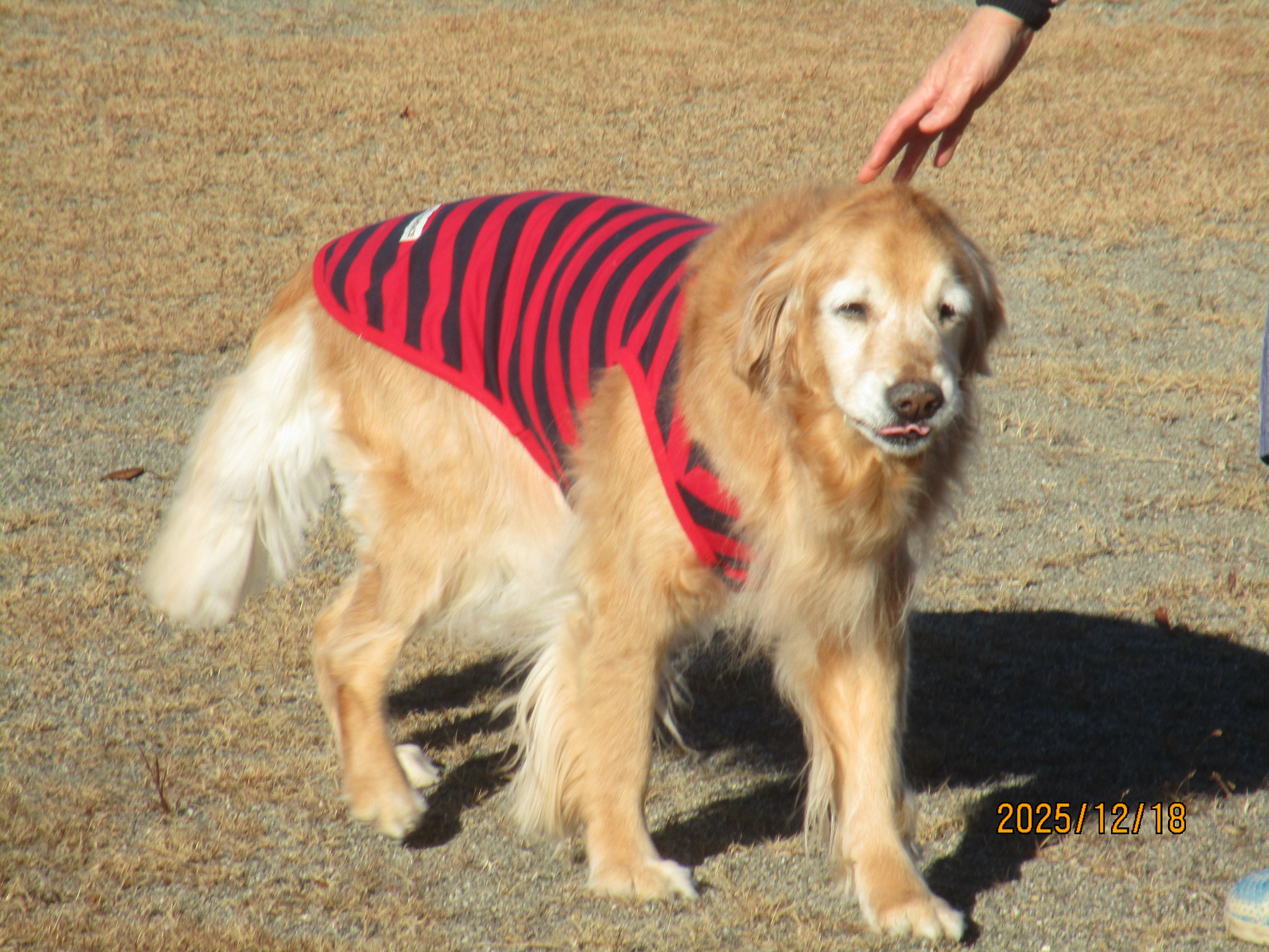 ももちゃん(Ⅴ) ももちゃん(Ⅴ)