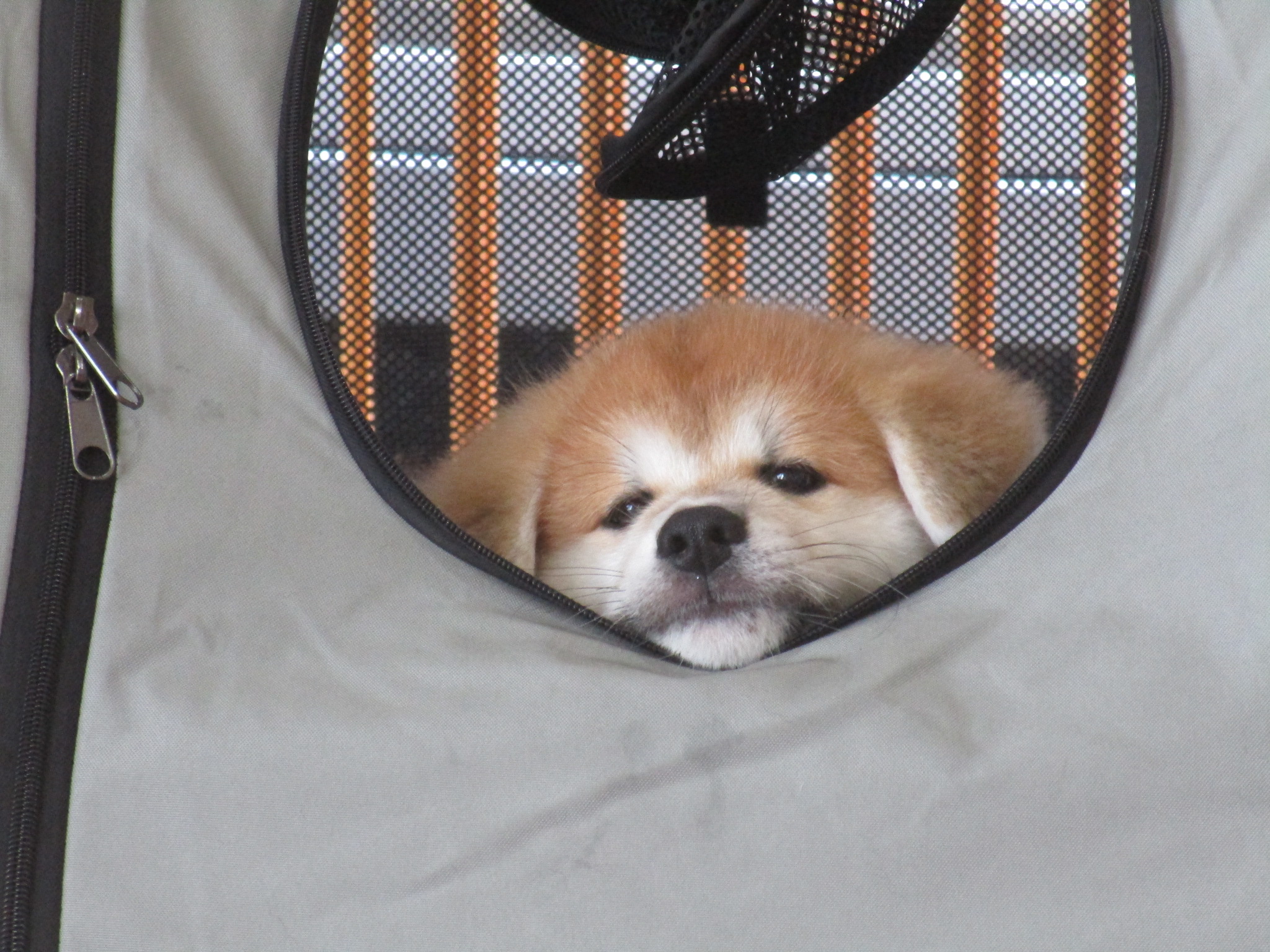 秋田犬の兄弟達
