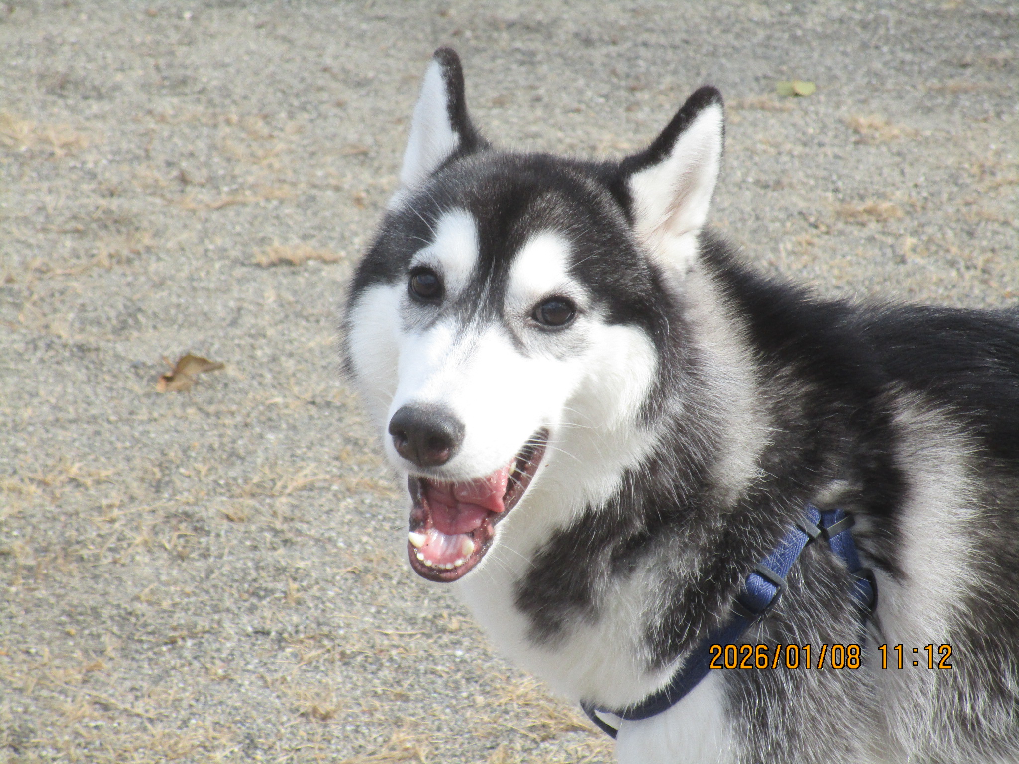 あんこちゃん（５）