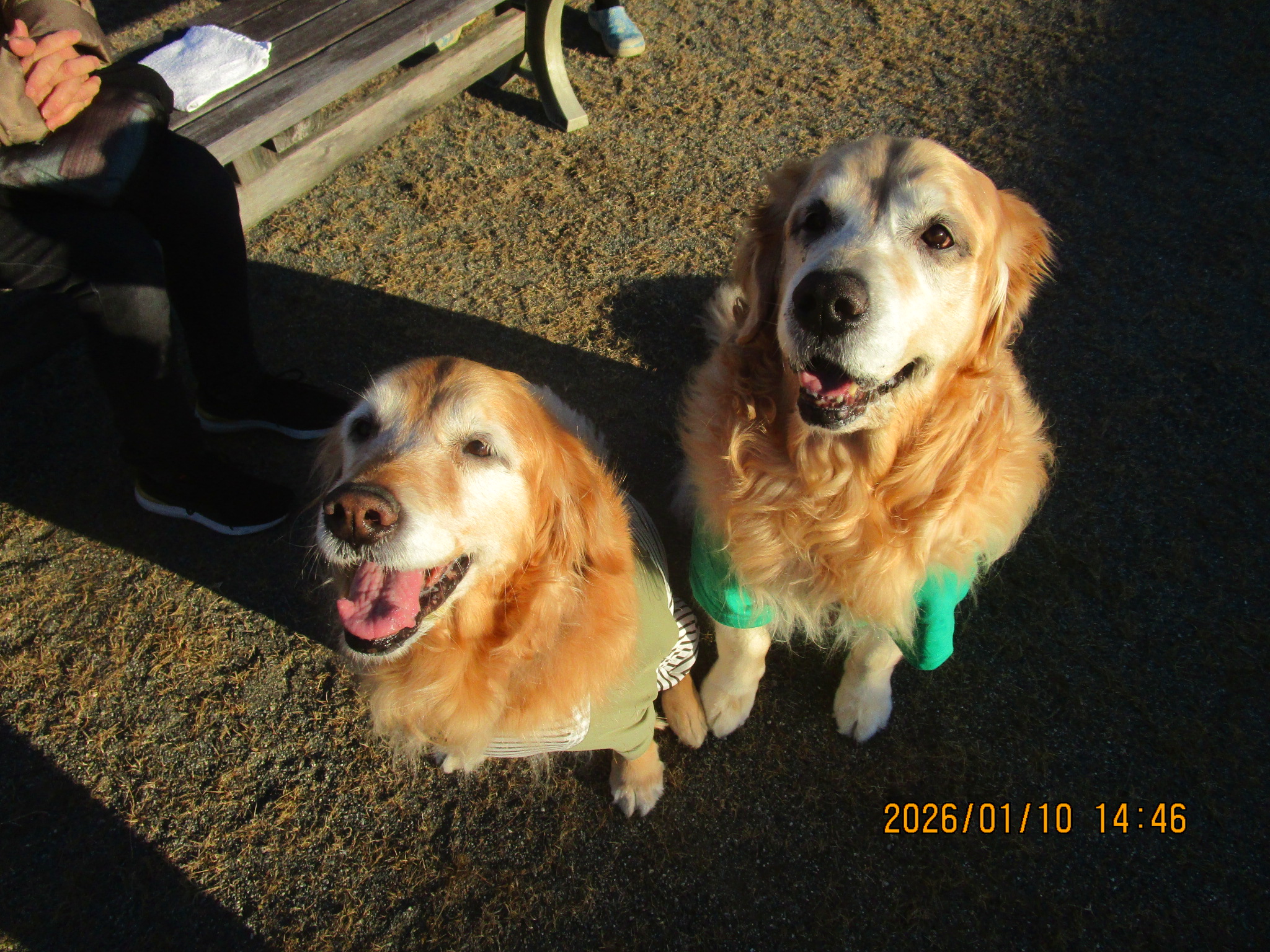 ももちゃん（Ⅴ）