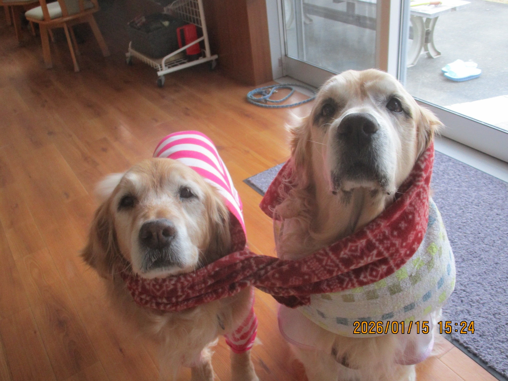 ももちゃん（Ⅴ）