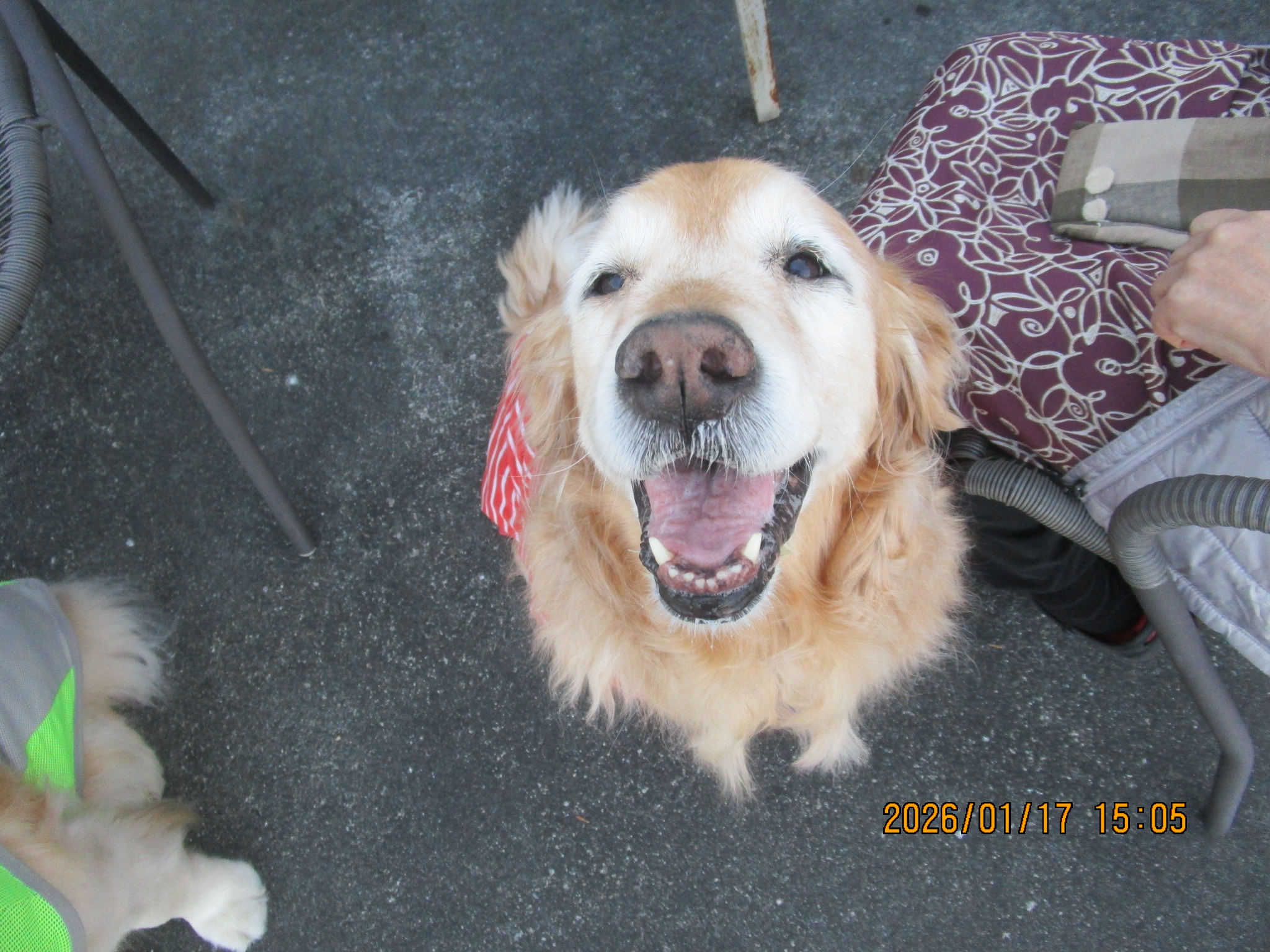 ももちゃん（Ⅴ）