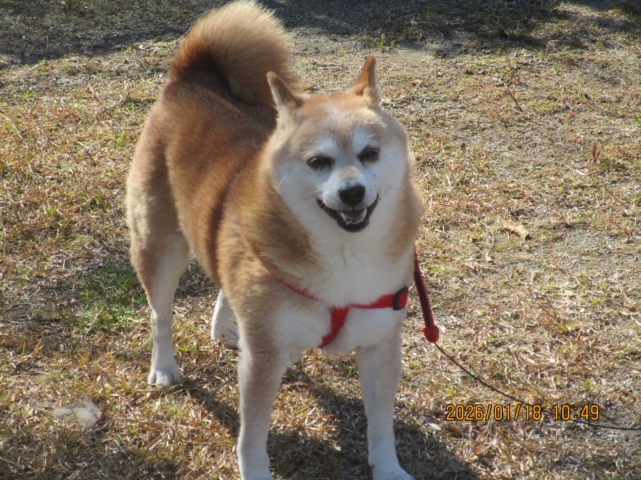 ふうスケちゃん（６）