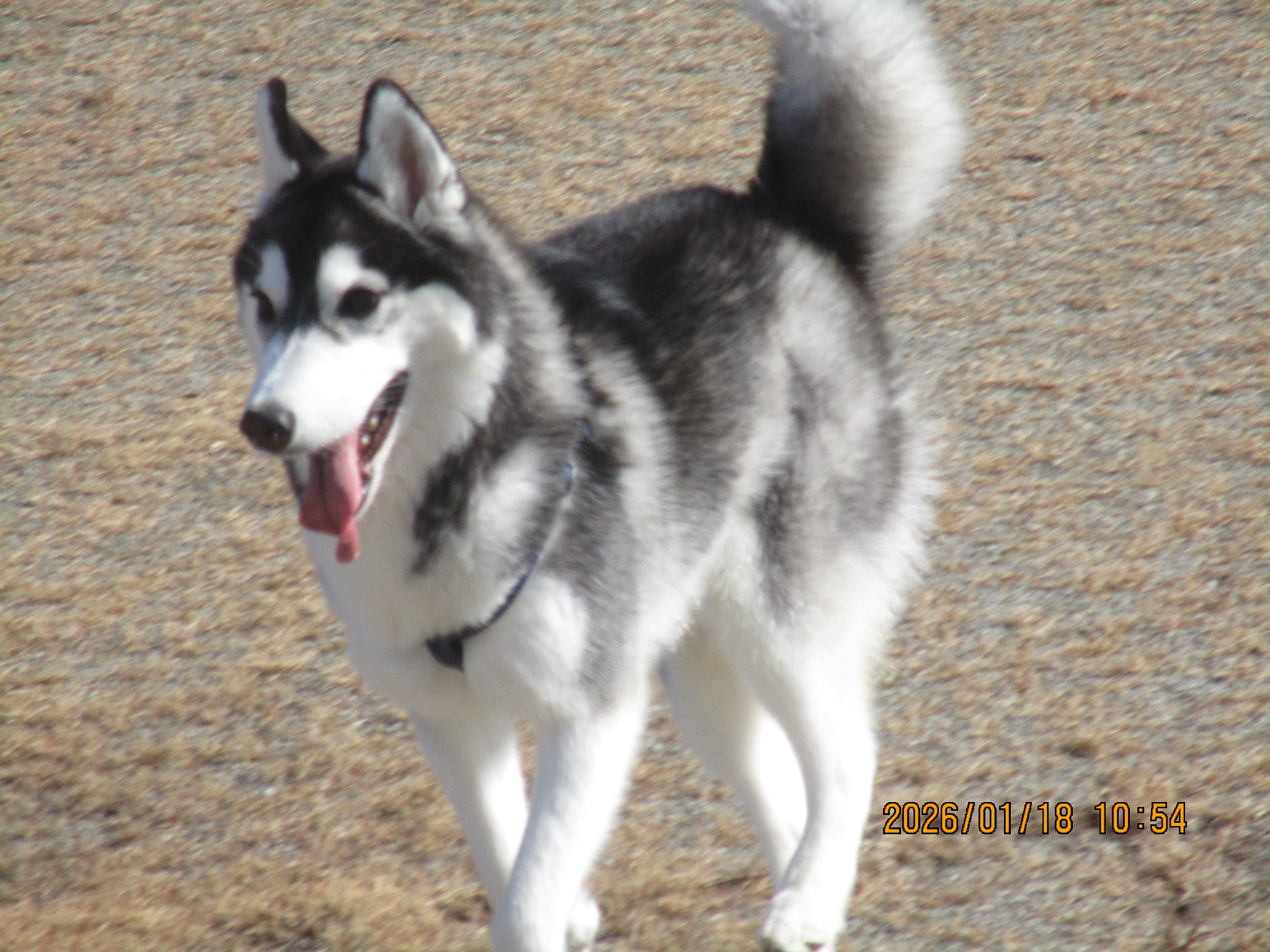 あんこちゃん（６）