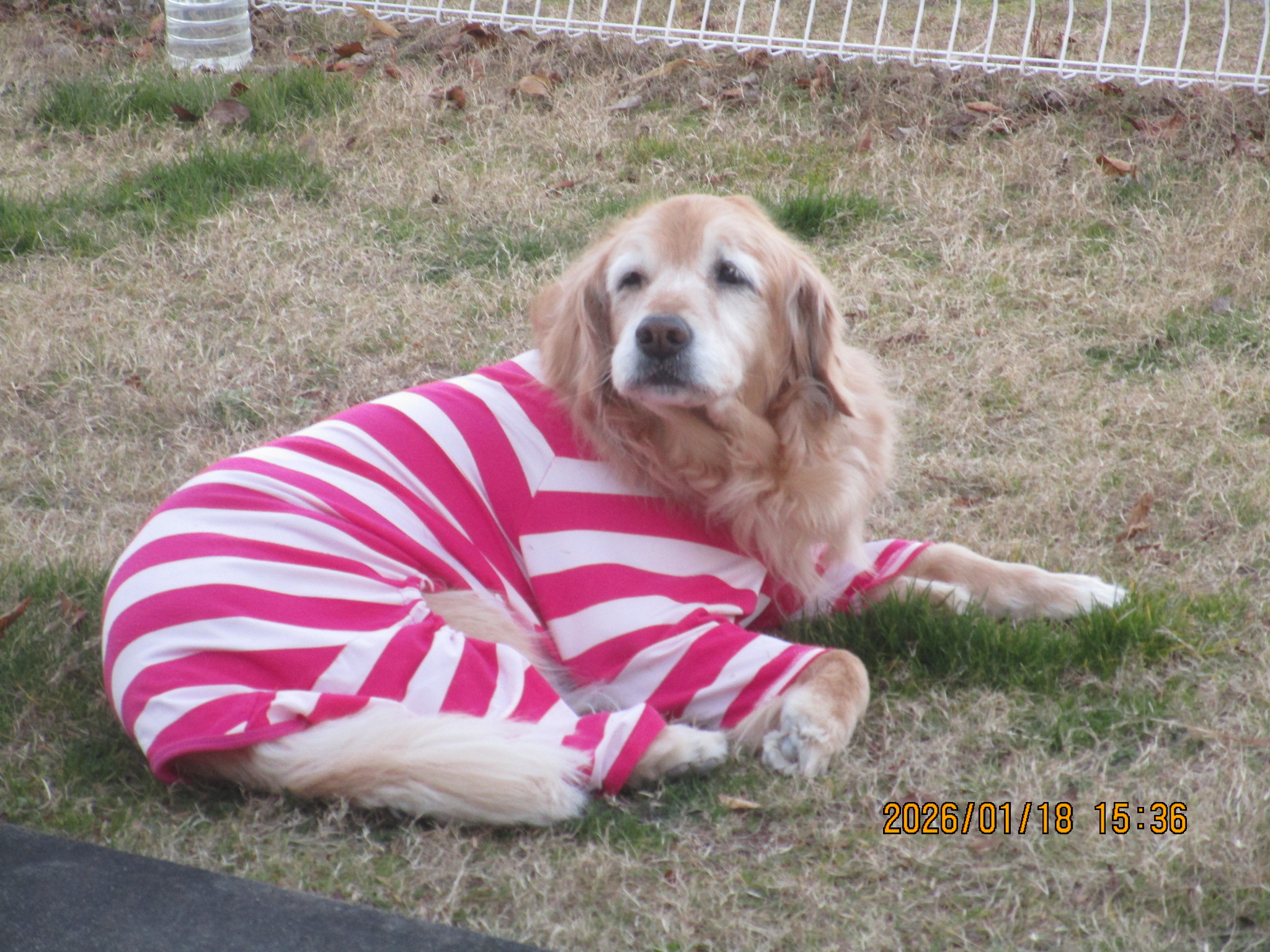 ももちゃん（Ⅴ）