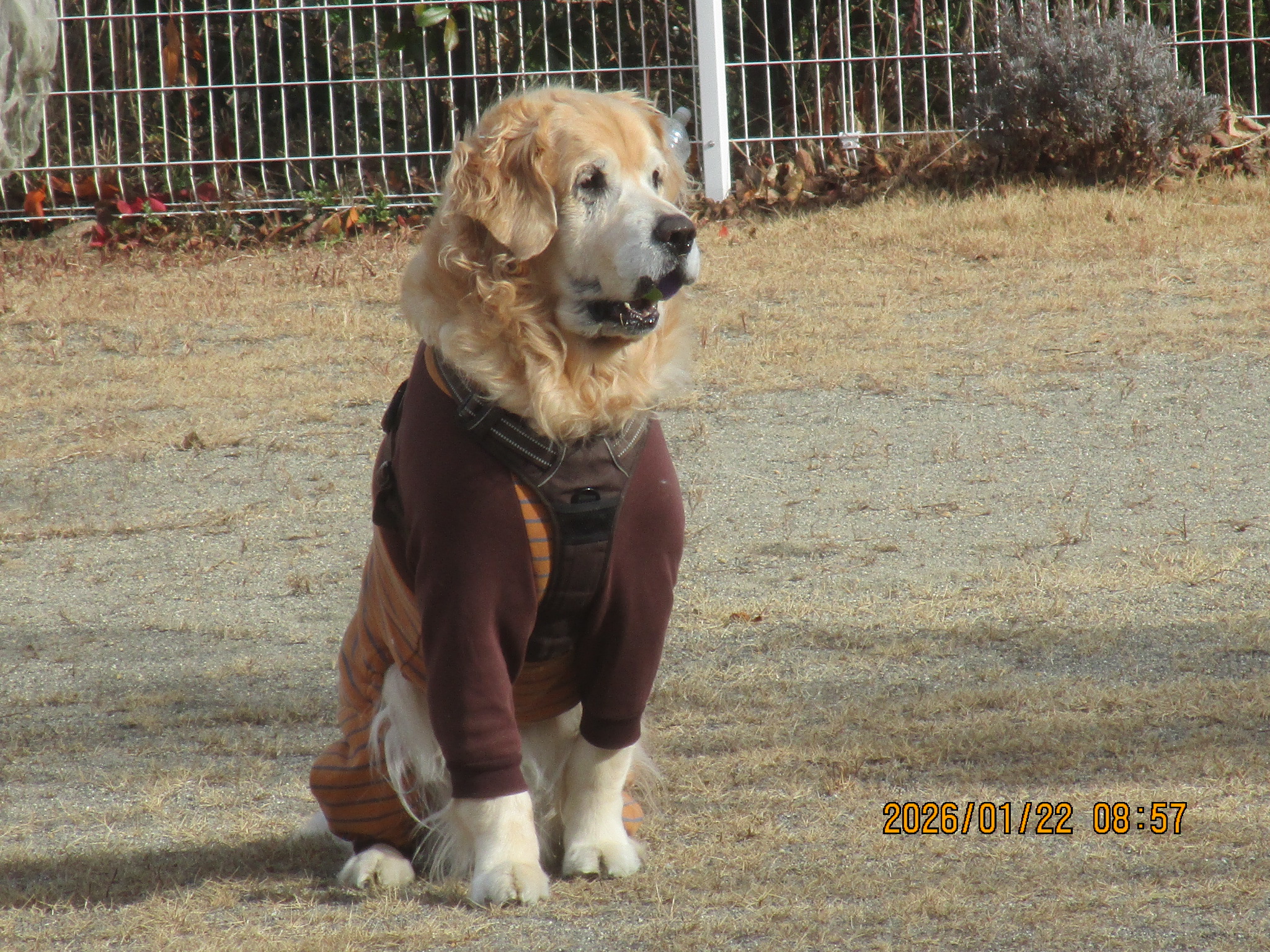 大和くん（Ⅴ）