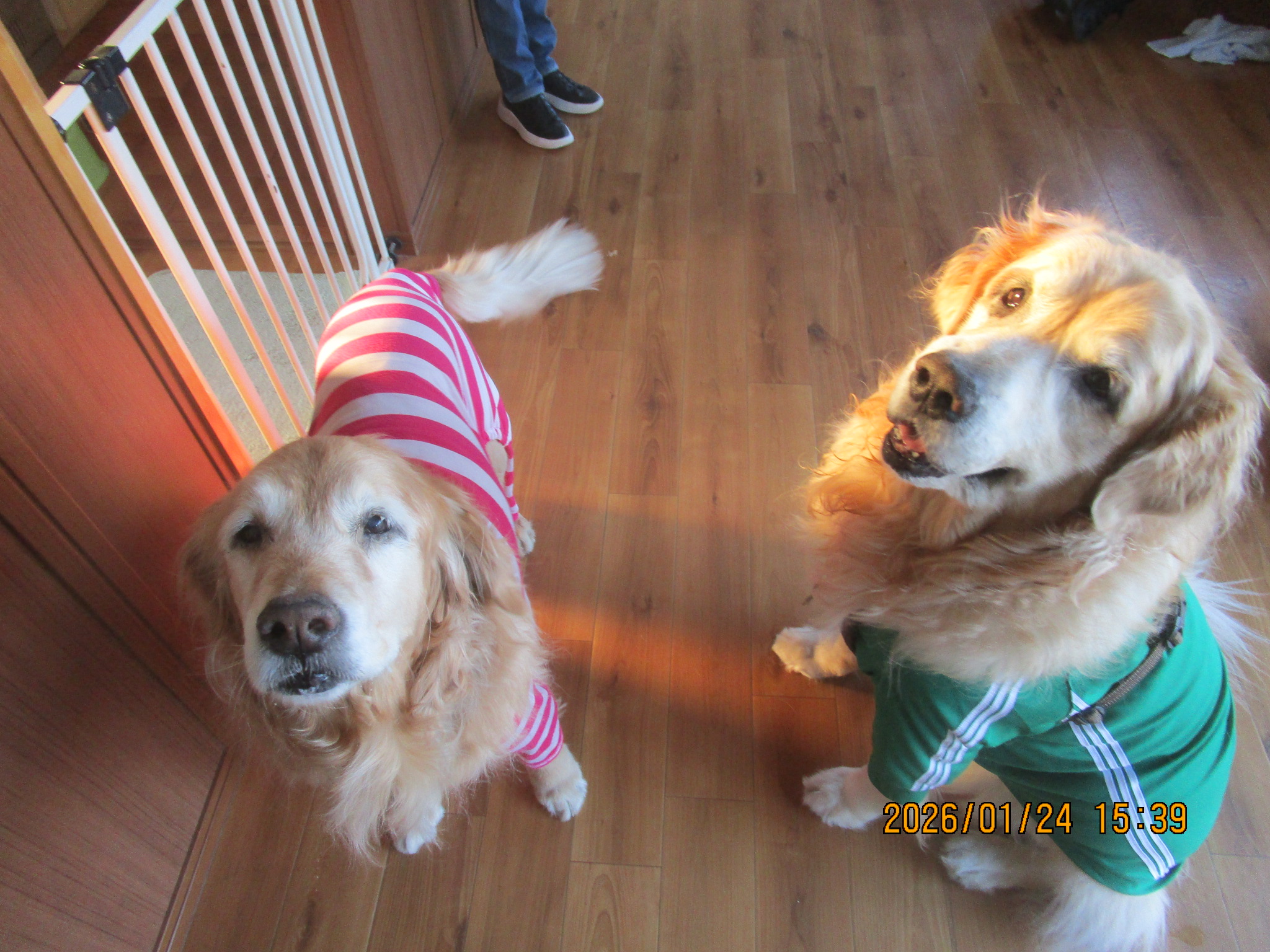 ももちゃん（Ⅴ）