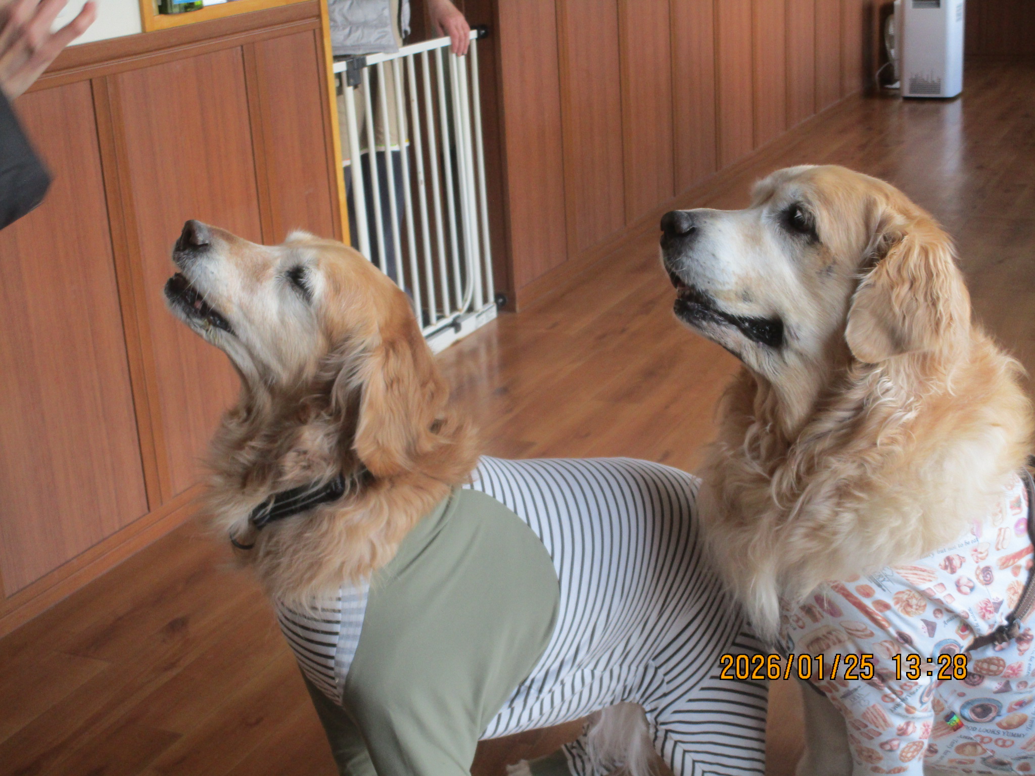 ももちゃん（Ⅴ）