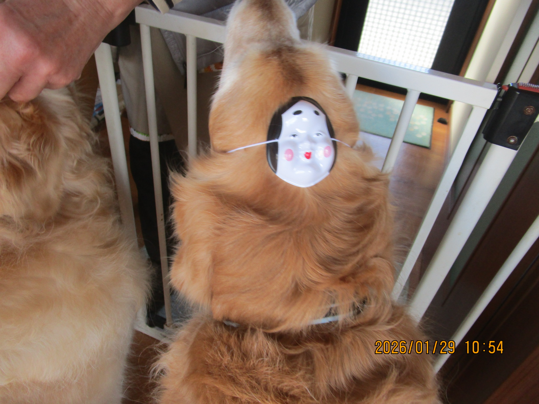 ももちゃん（Ⅴ）