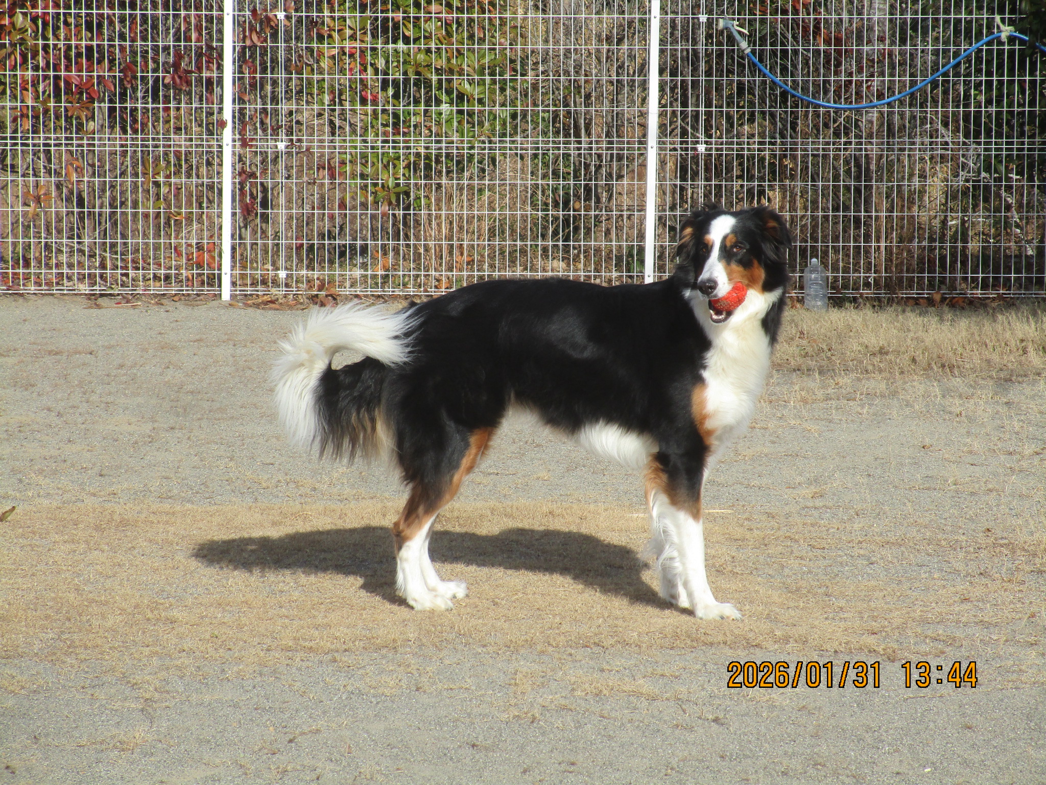 ポーシャちゃん（６４）