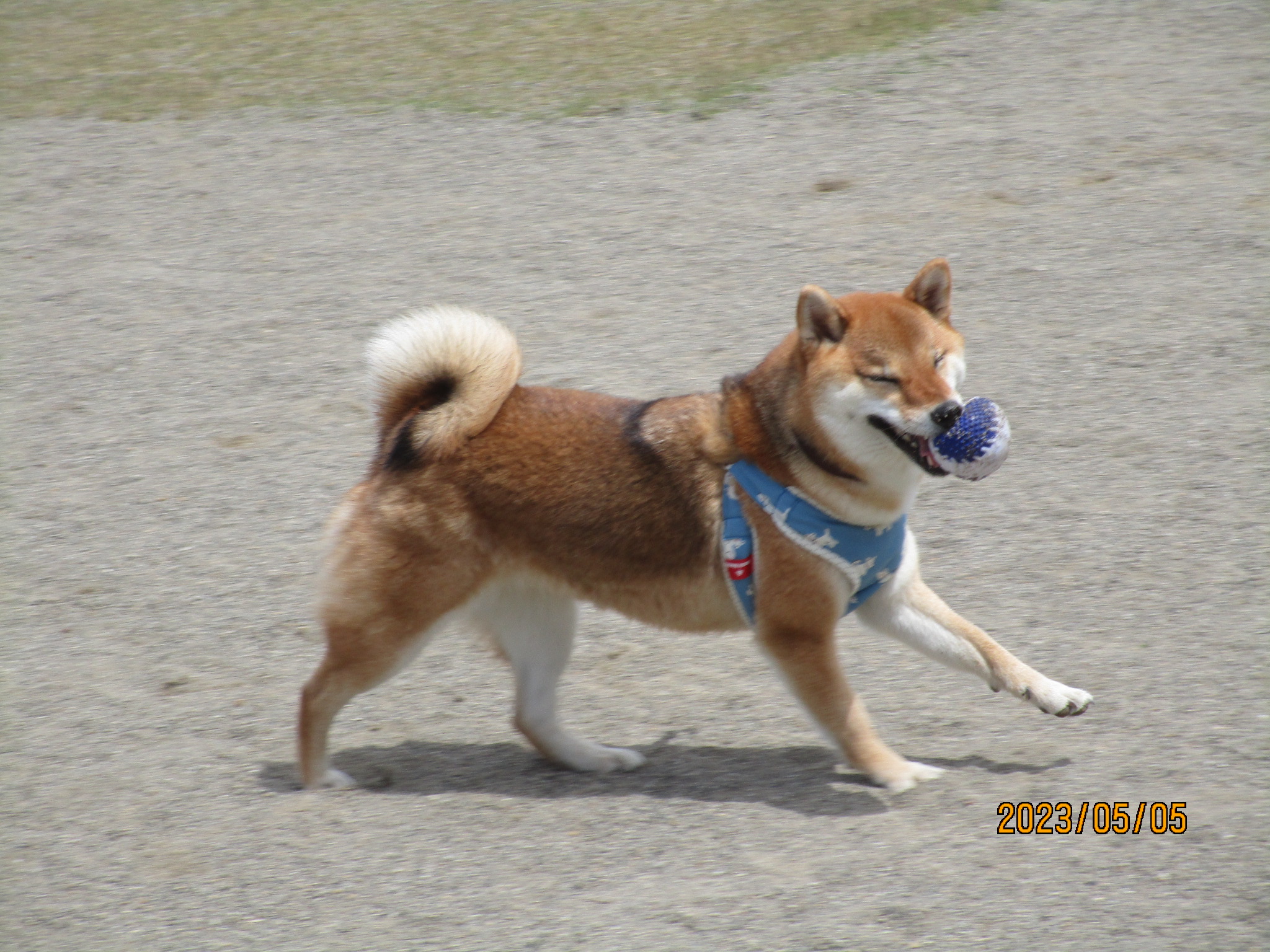 みりんちゃん