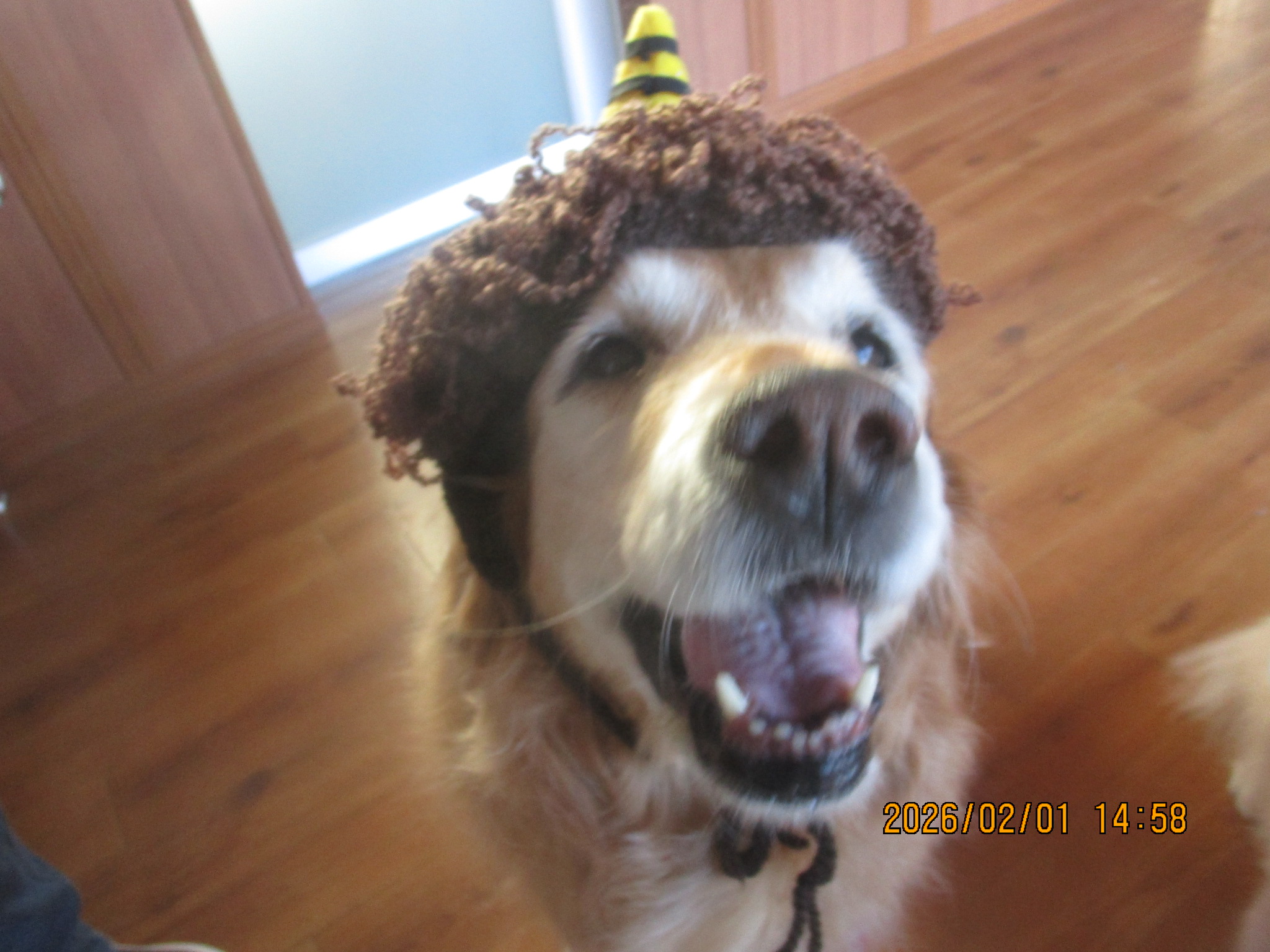 ももちゃん（Ⅴ）