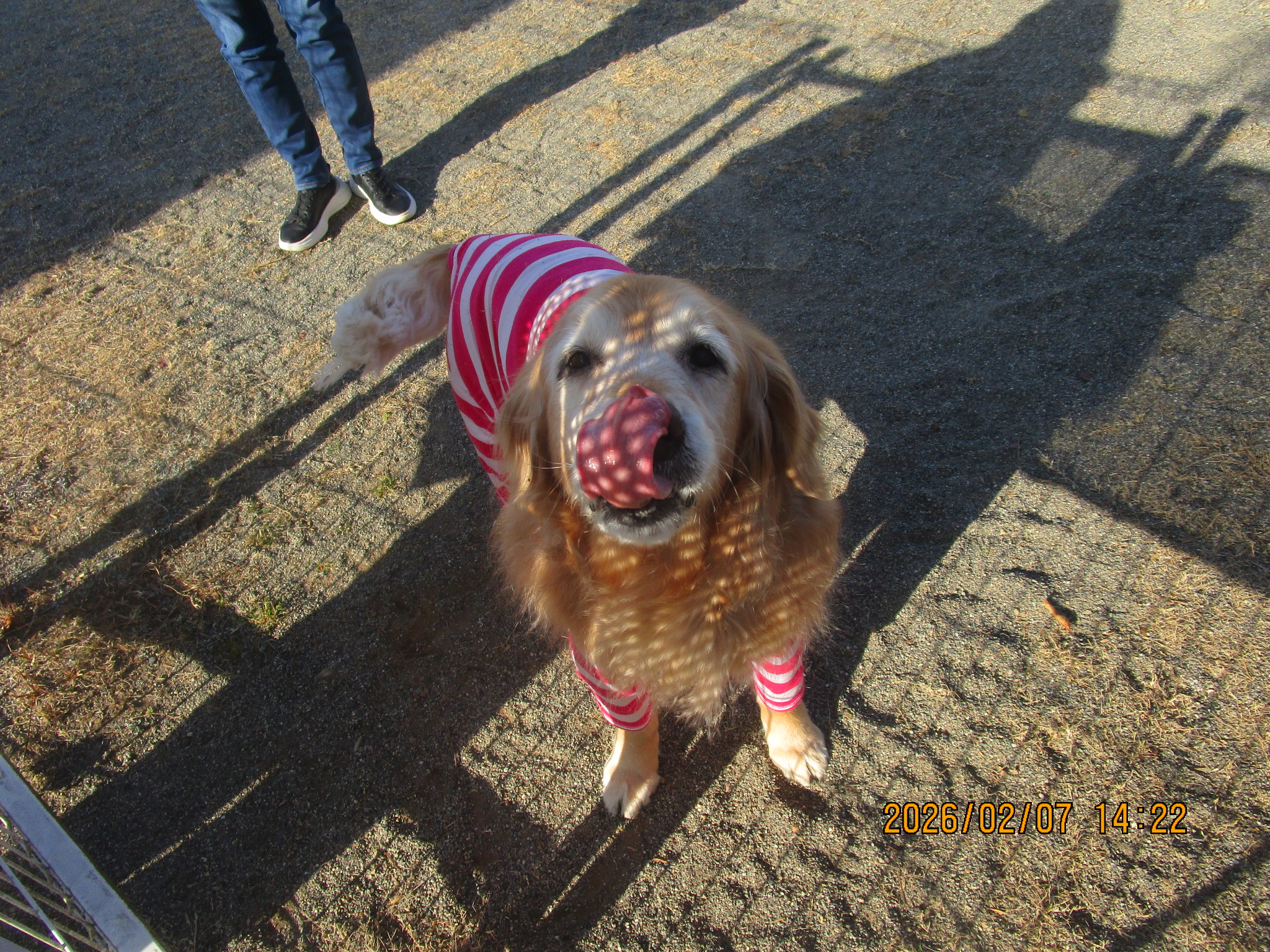 ももちゃん（Ⅴ）