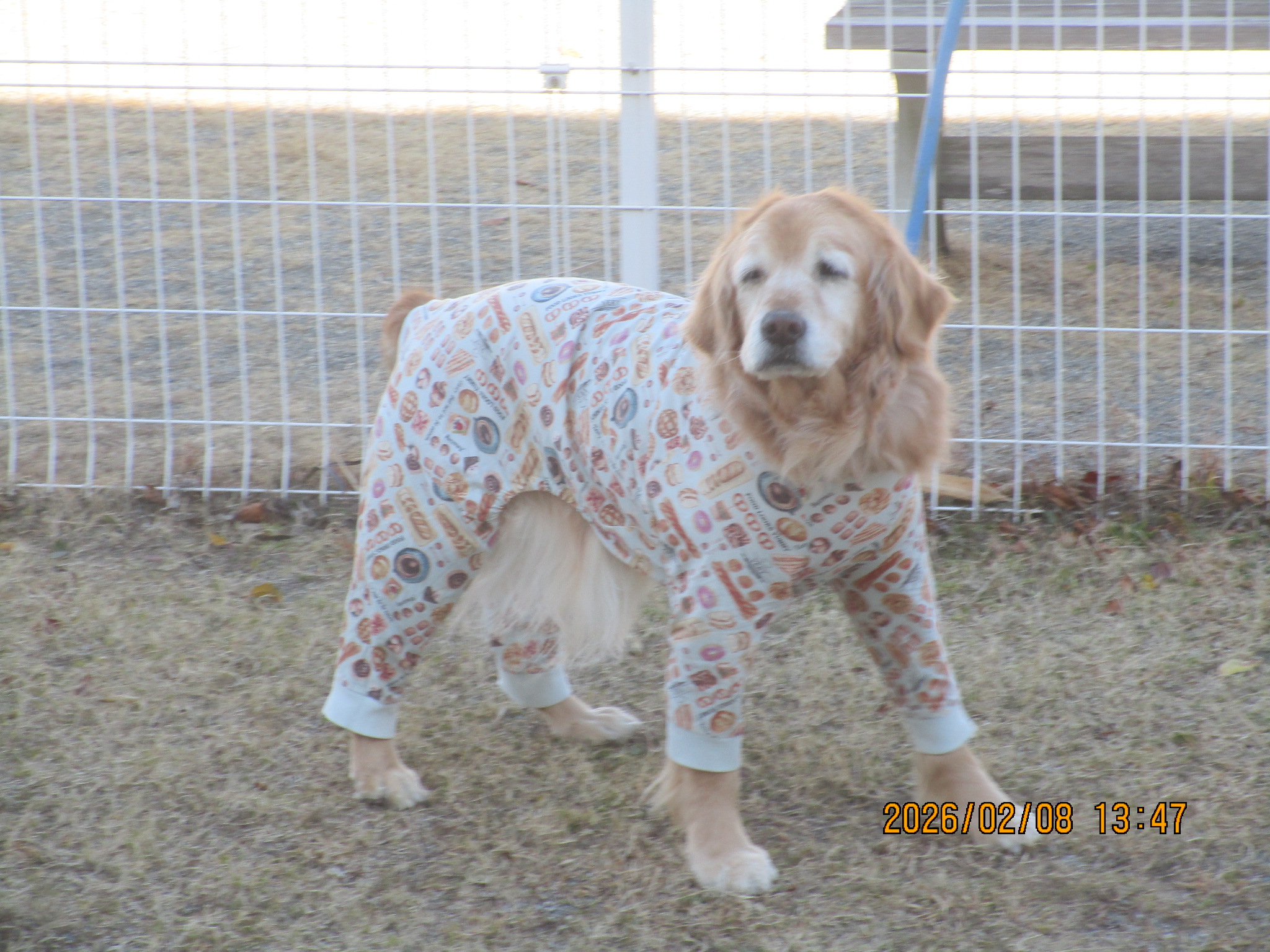 ももちゃん（Ⅴ）