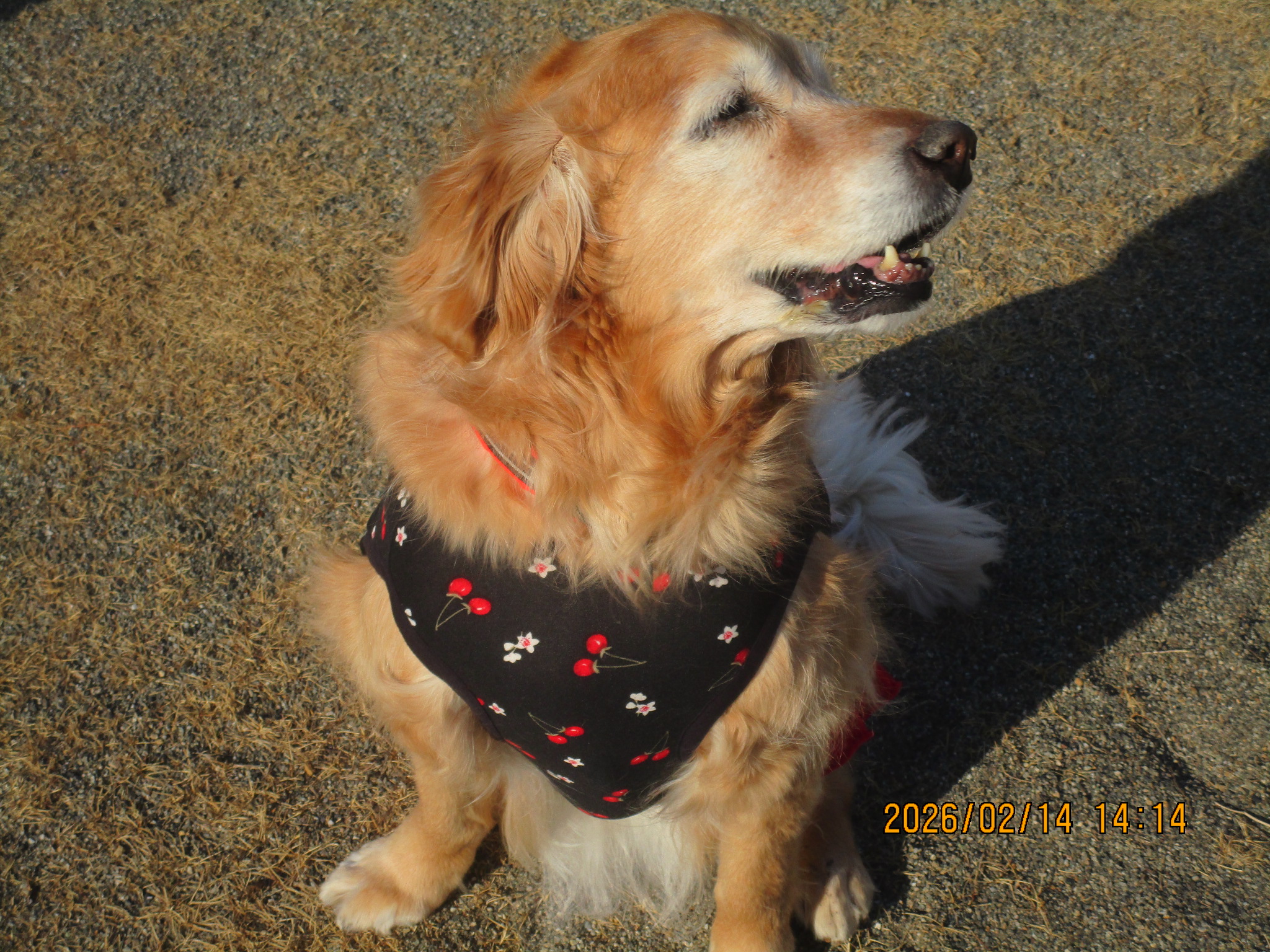 ももちゃん（Ⅴ）