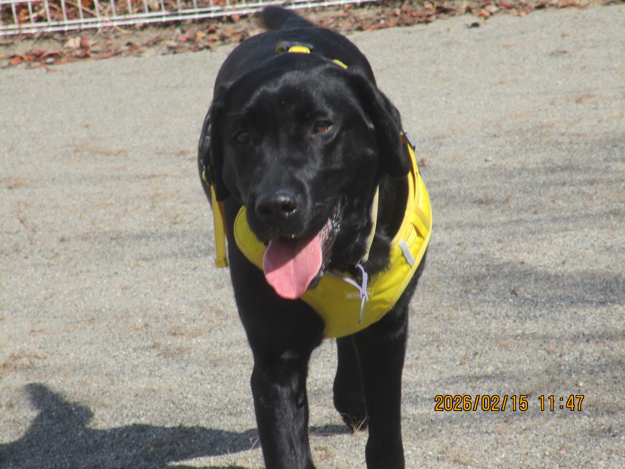 晴明(はるあき)くん 晴明(はるあき)くん