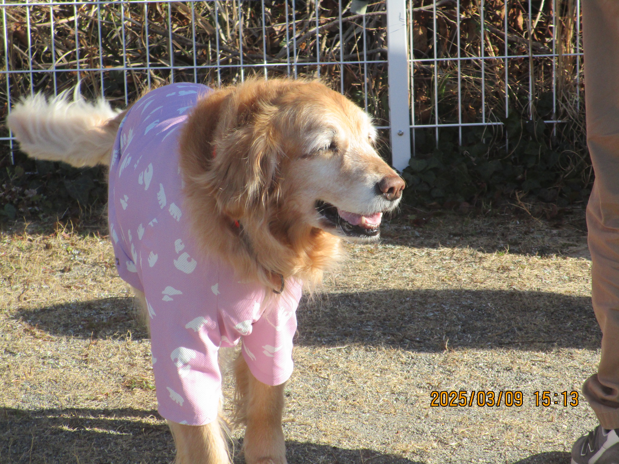 ももちゃん（Ⅴ）