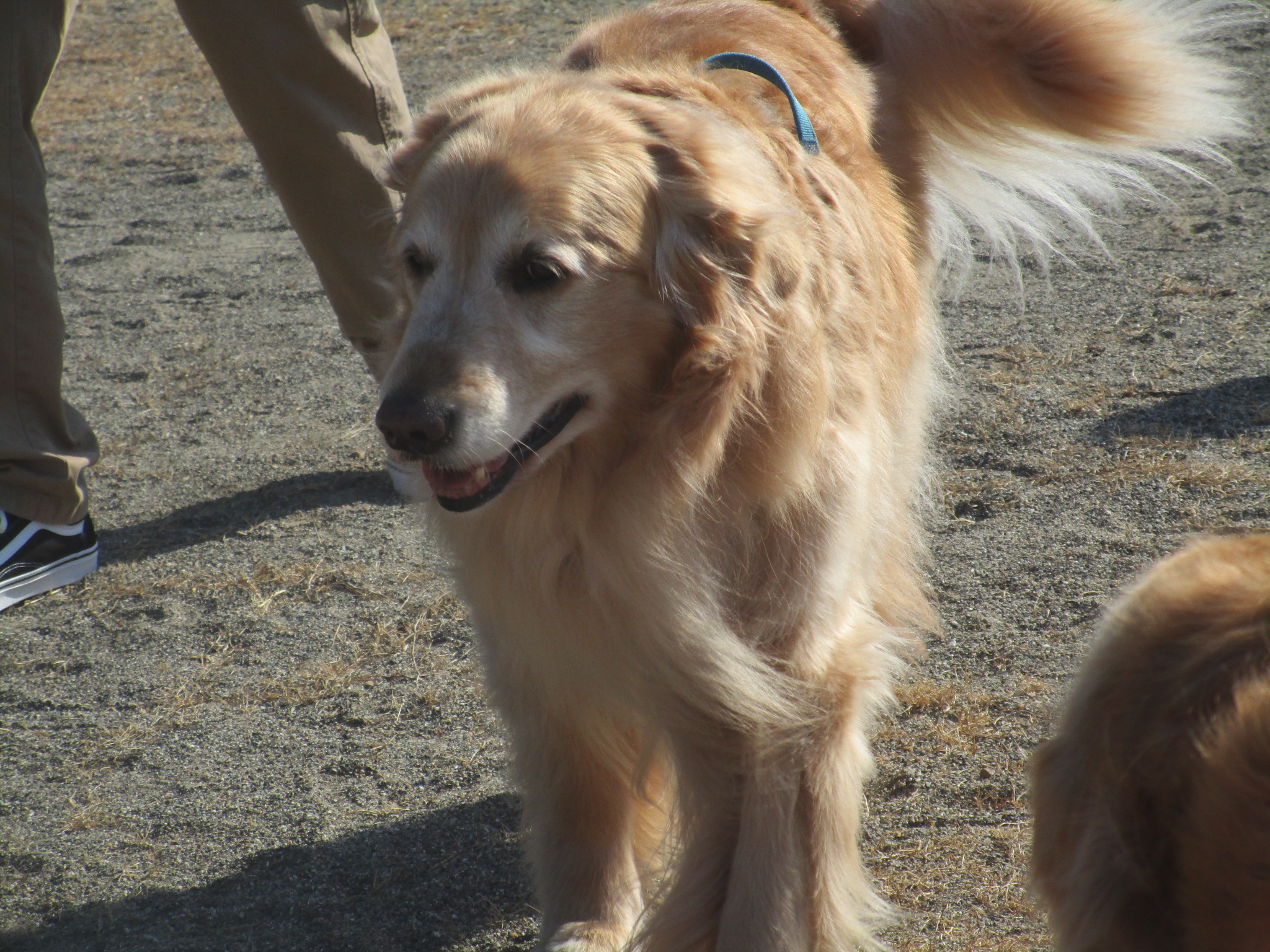 ハリーくん(V) ハリーくん(V)