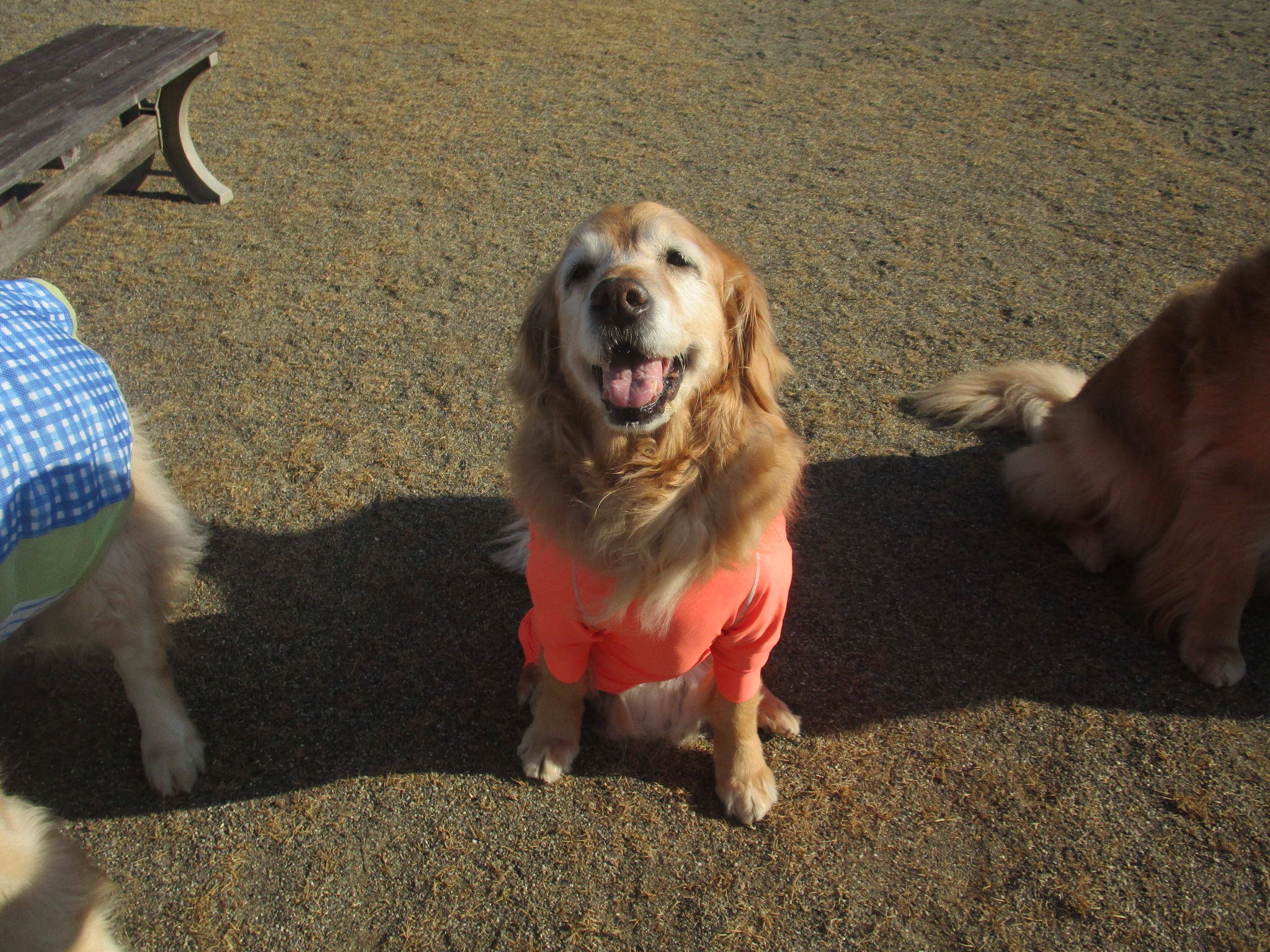 ももちゃん(Ⅴ) ももちゃん(Ⅴ)