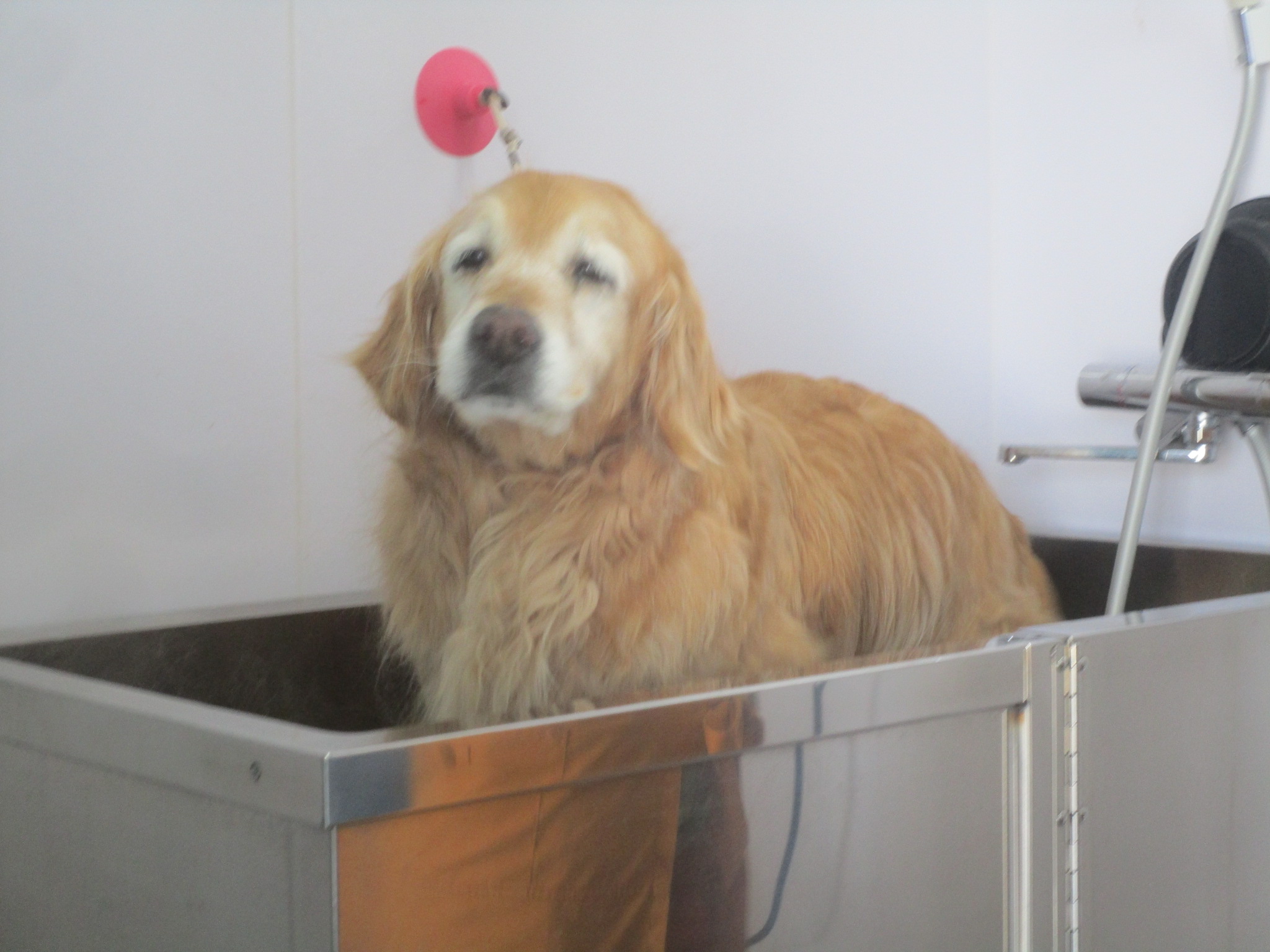 ももちゃん(Ⅴ) ももちゃん(Ⅴ)