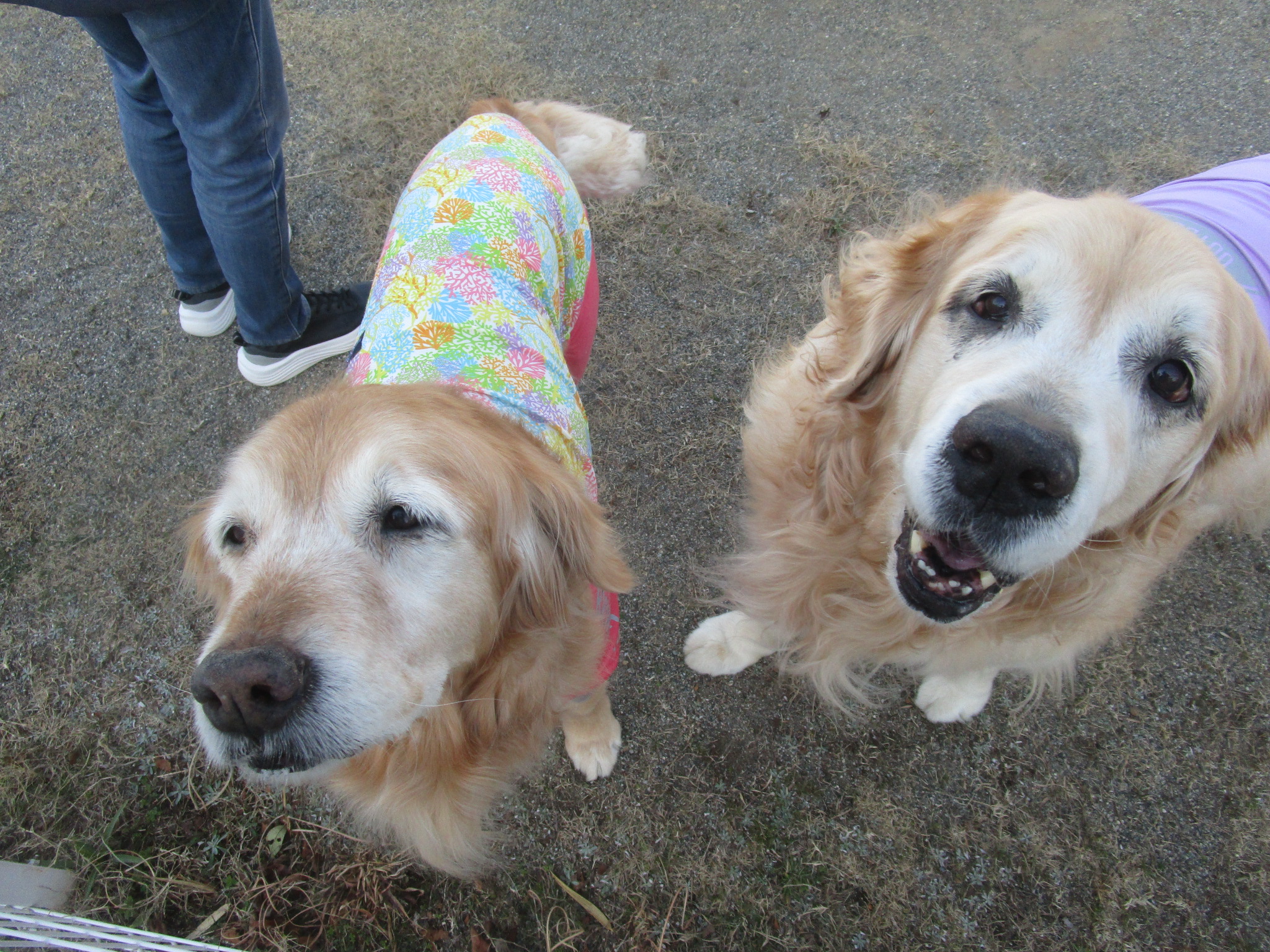 ももちゃん（Ⅴ）