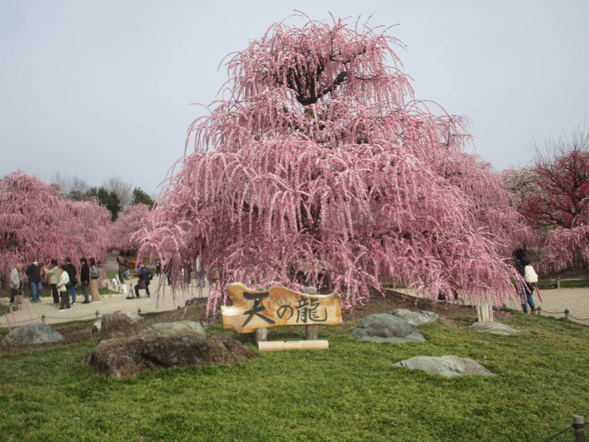 桜には負けへんで！