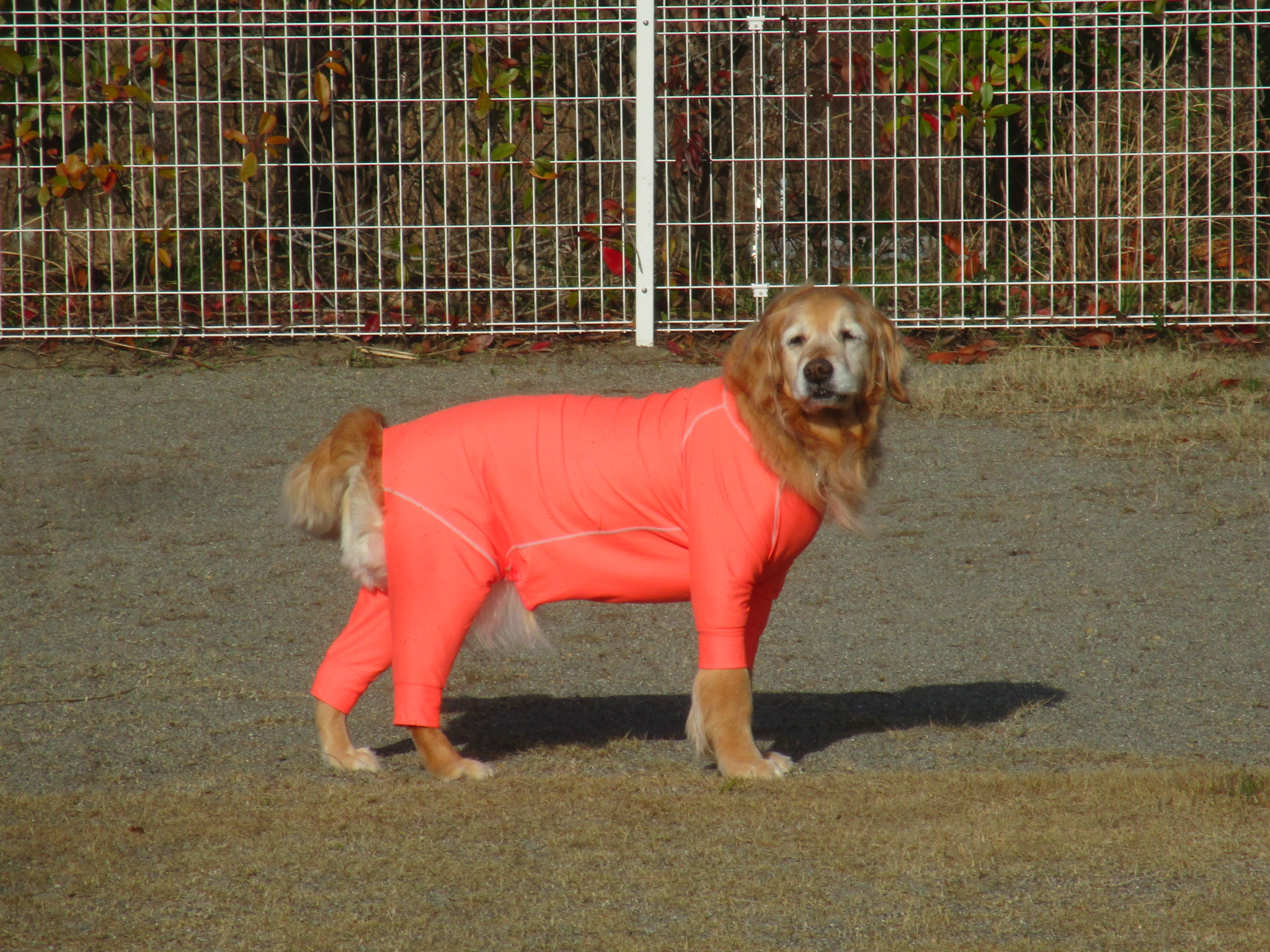 ももちゃん（Ⅴ）