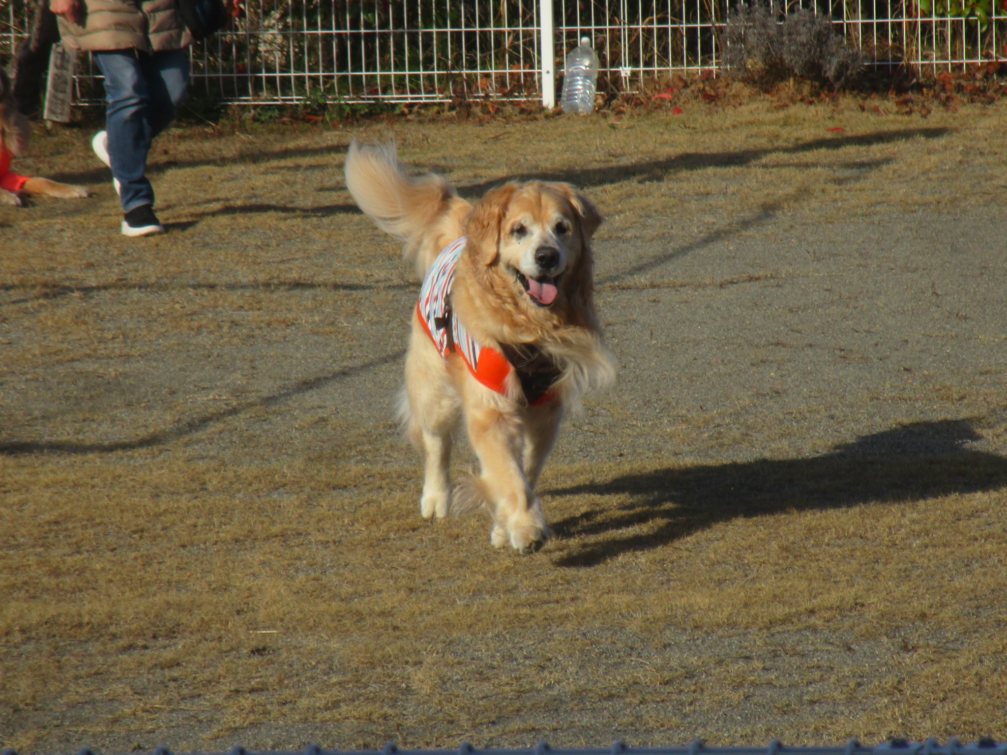 大和くん（Ⅴ）