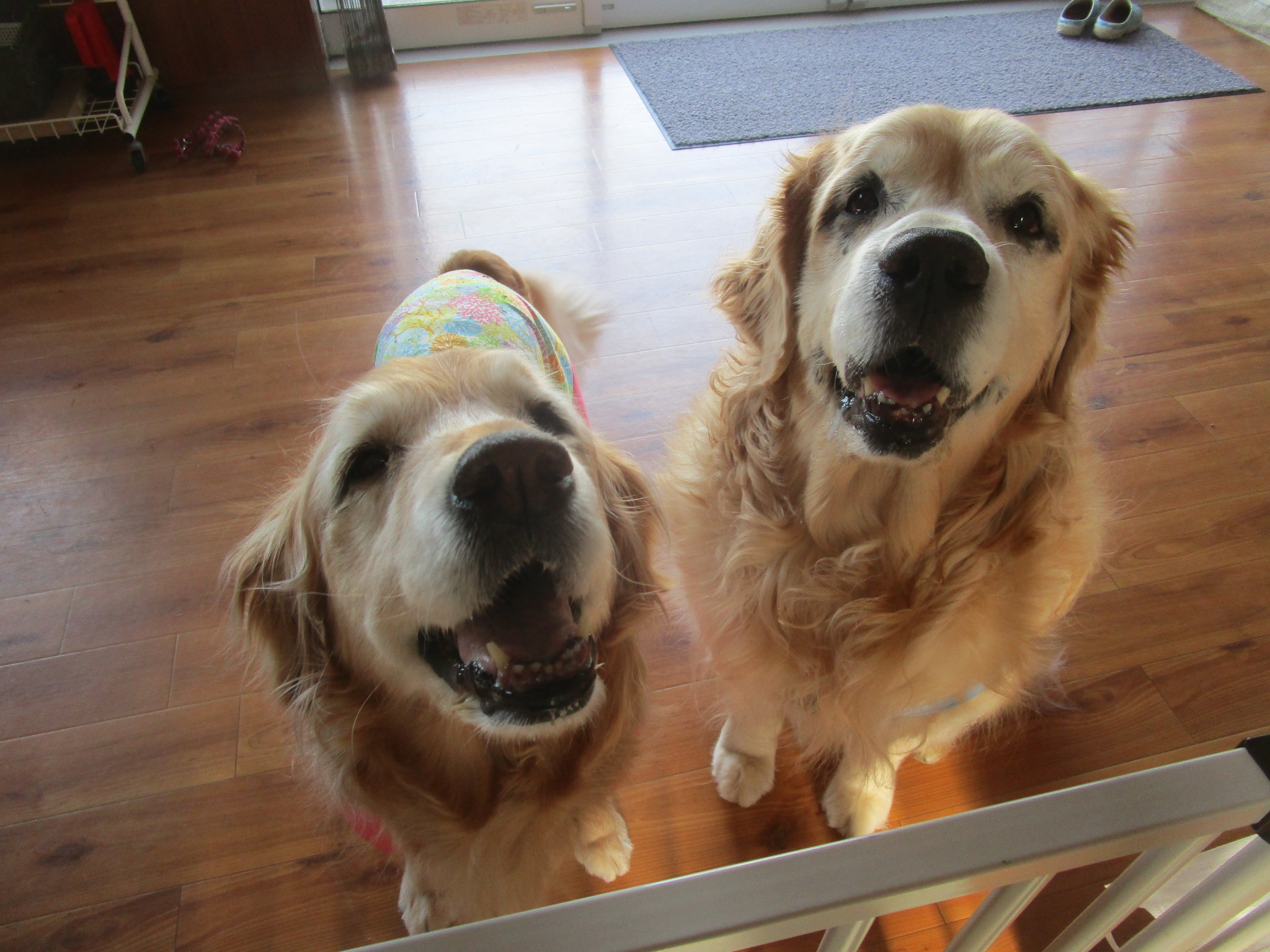 ももちゃん（Ⅴ）