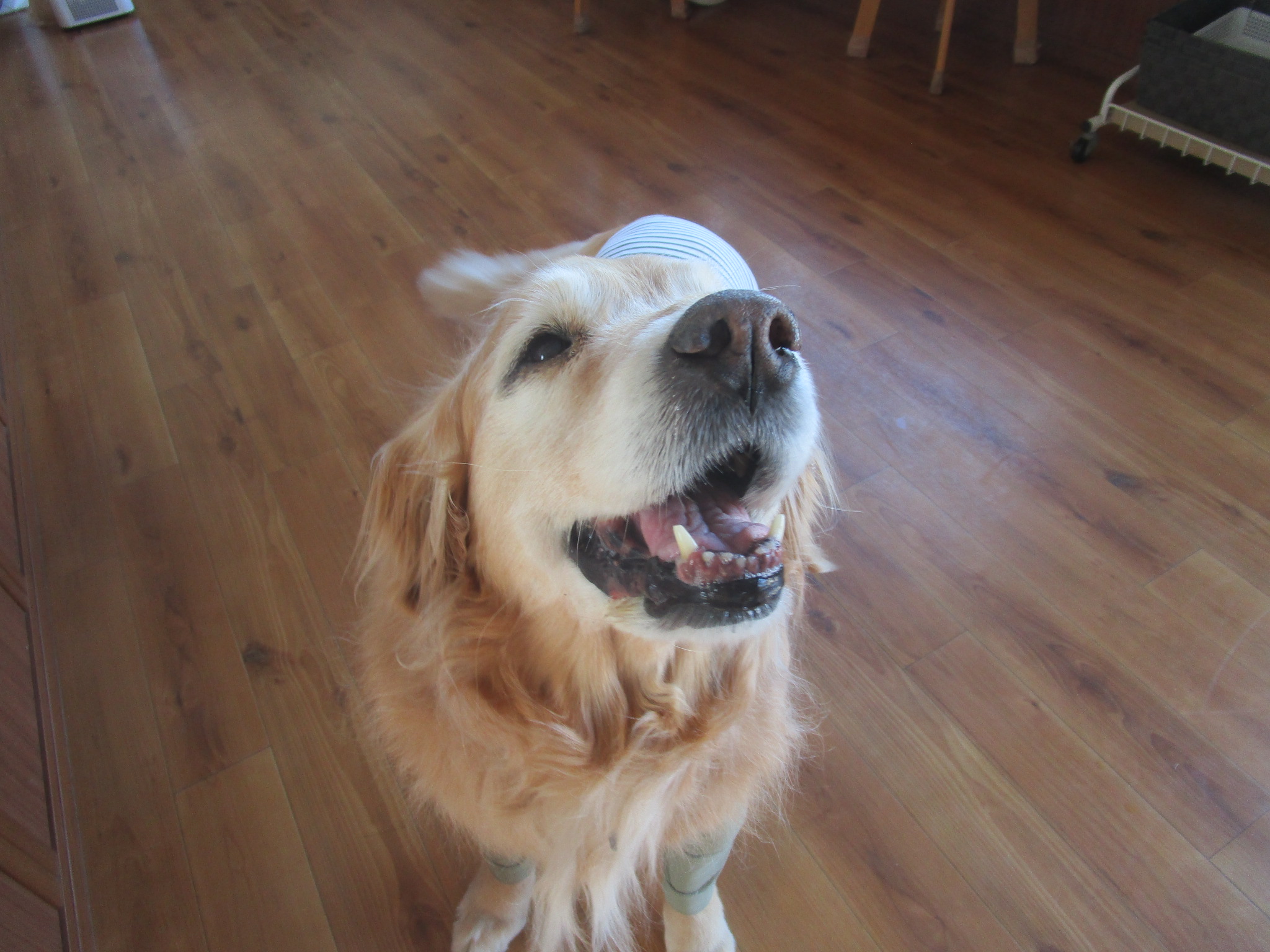 ももちゃん(Ⅴ) ももちゃん(Ⅴ)