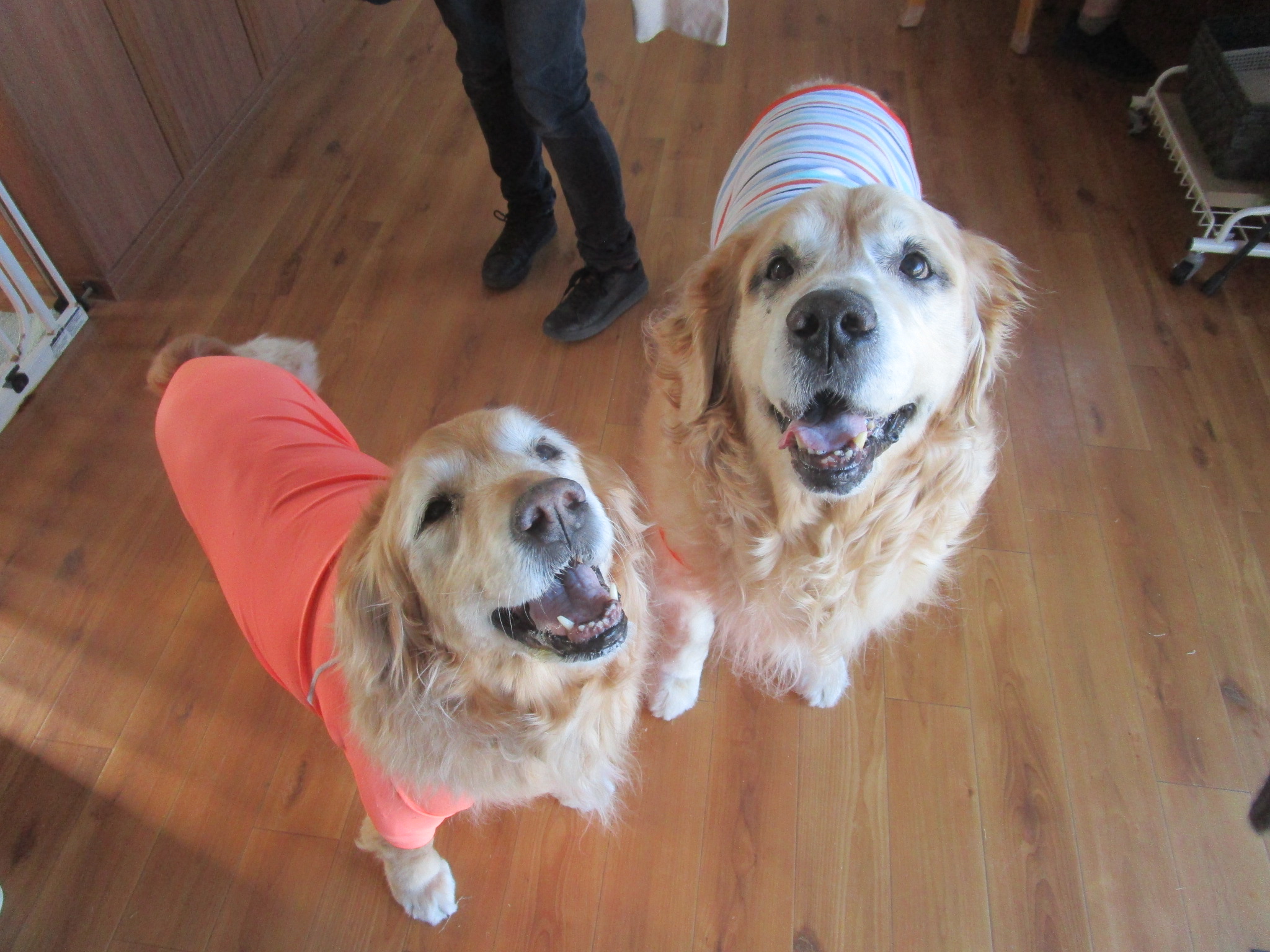 ももちゃん（Ⅴ）