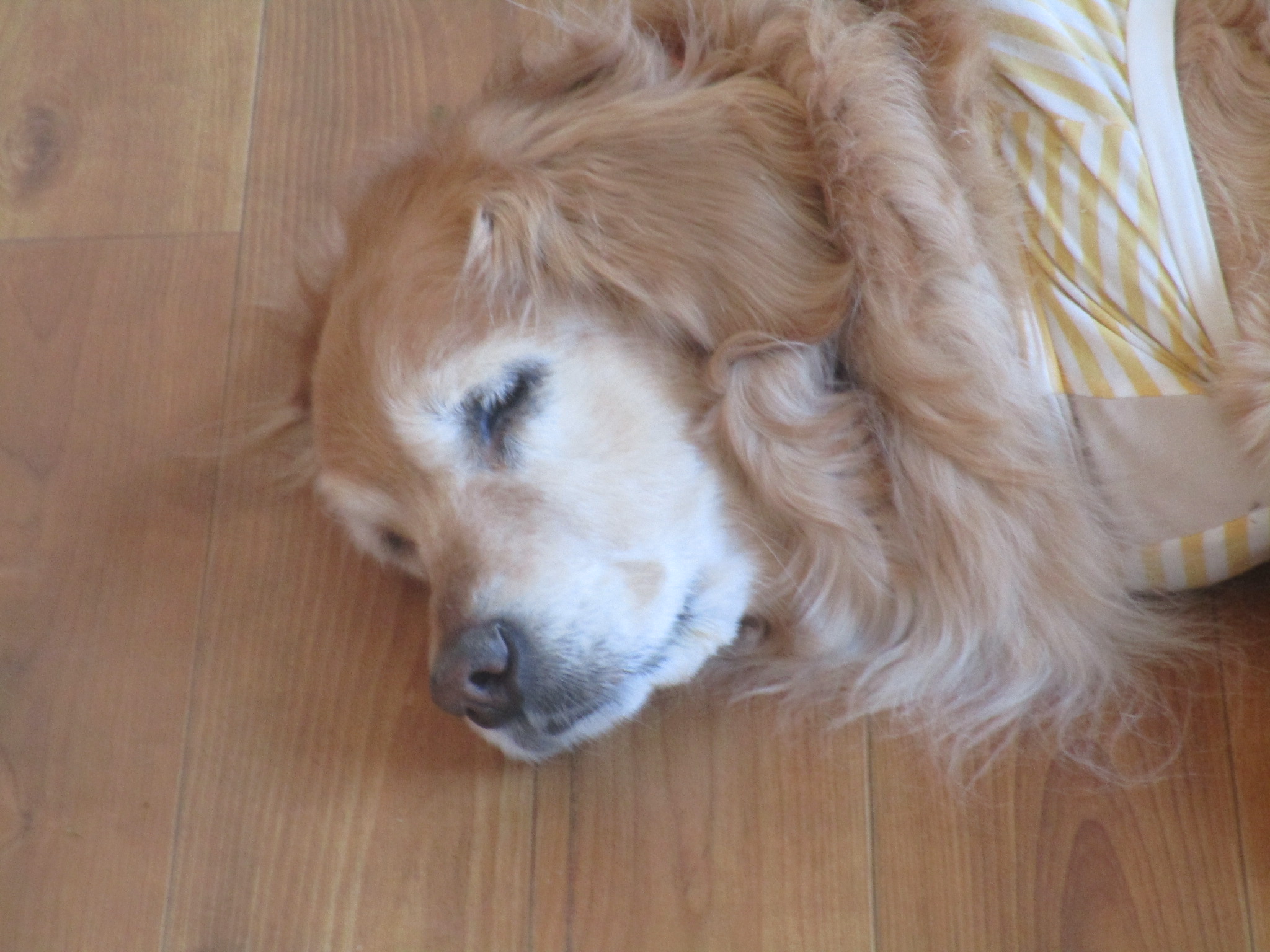 ももちゃん（Ⅴ）