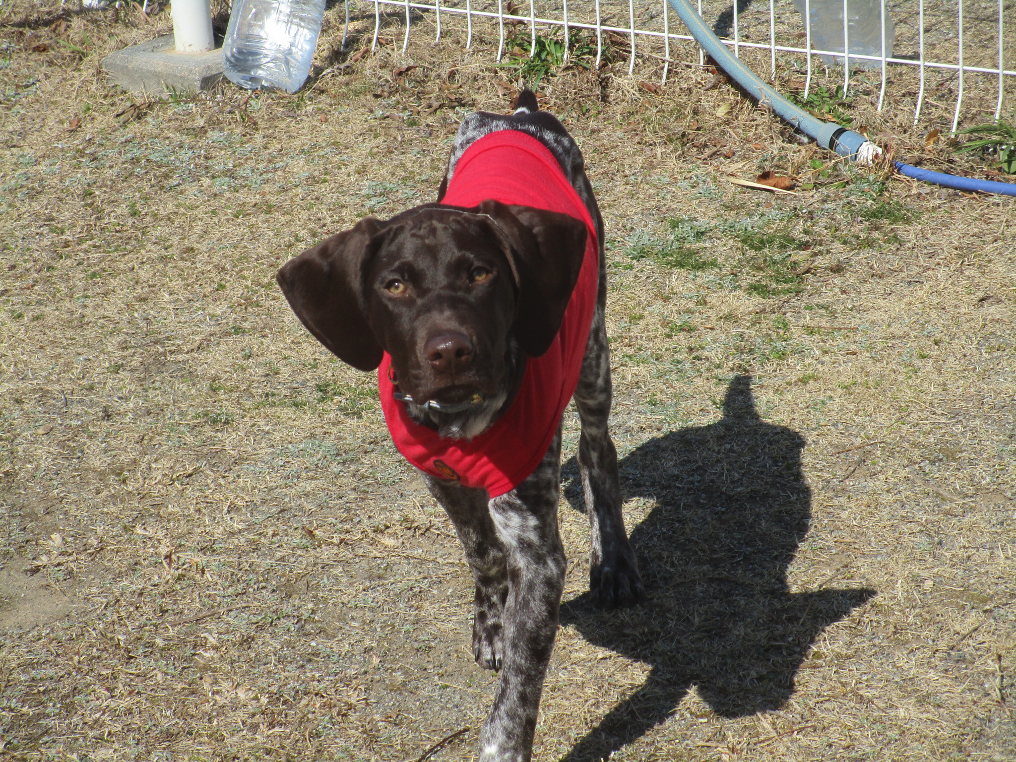 ベルナちゃん(4) ベルナちゃん(4)