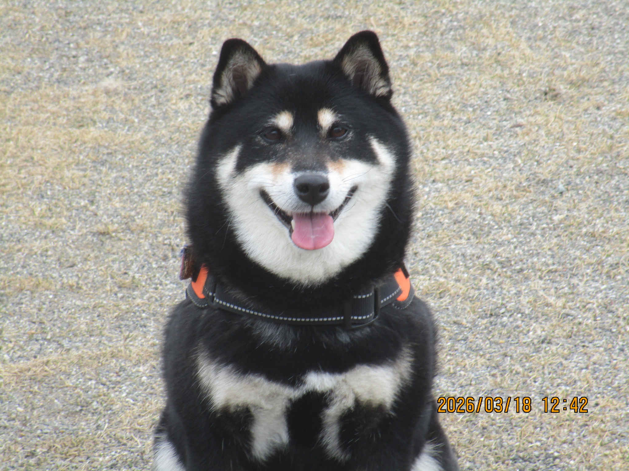 まめちゃん（２）