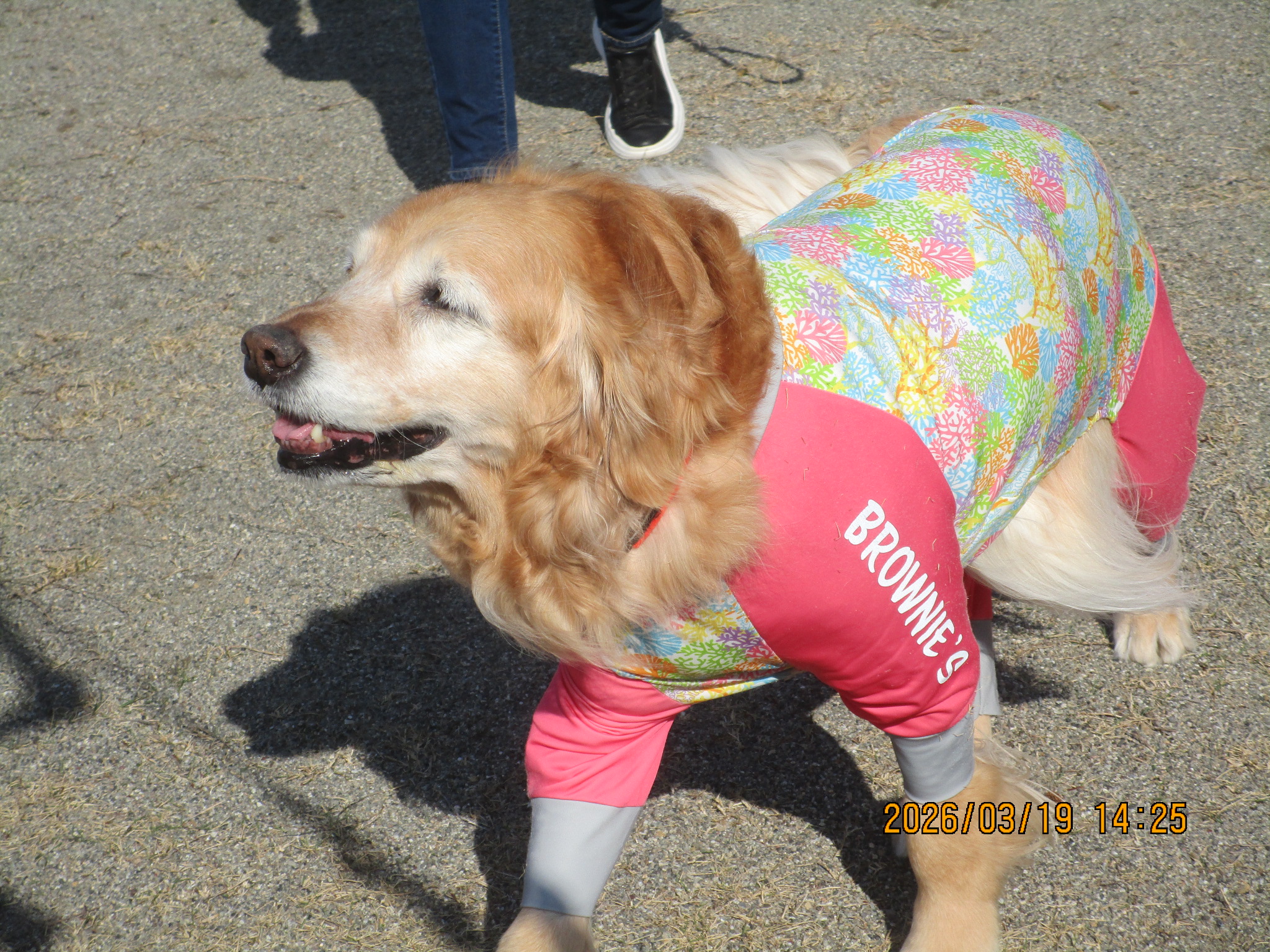 ももちゃん（Ⅴ）