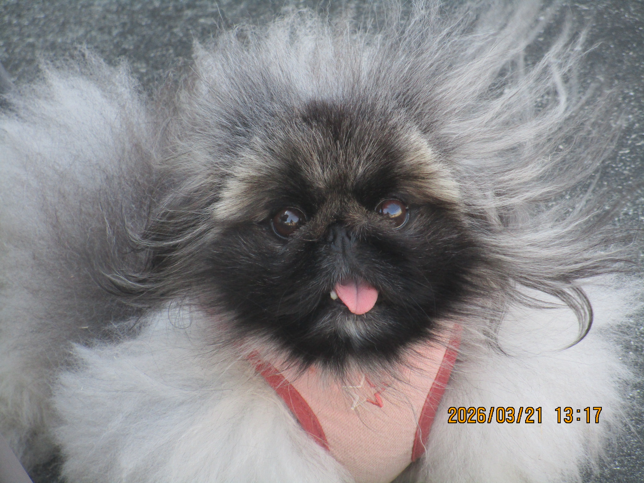 ふたばちゃん ふたばちゃん