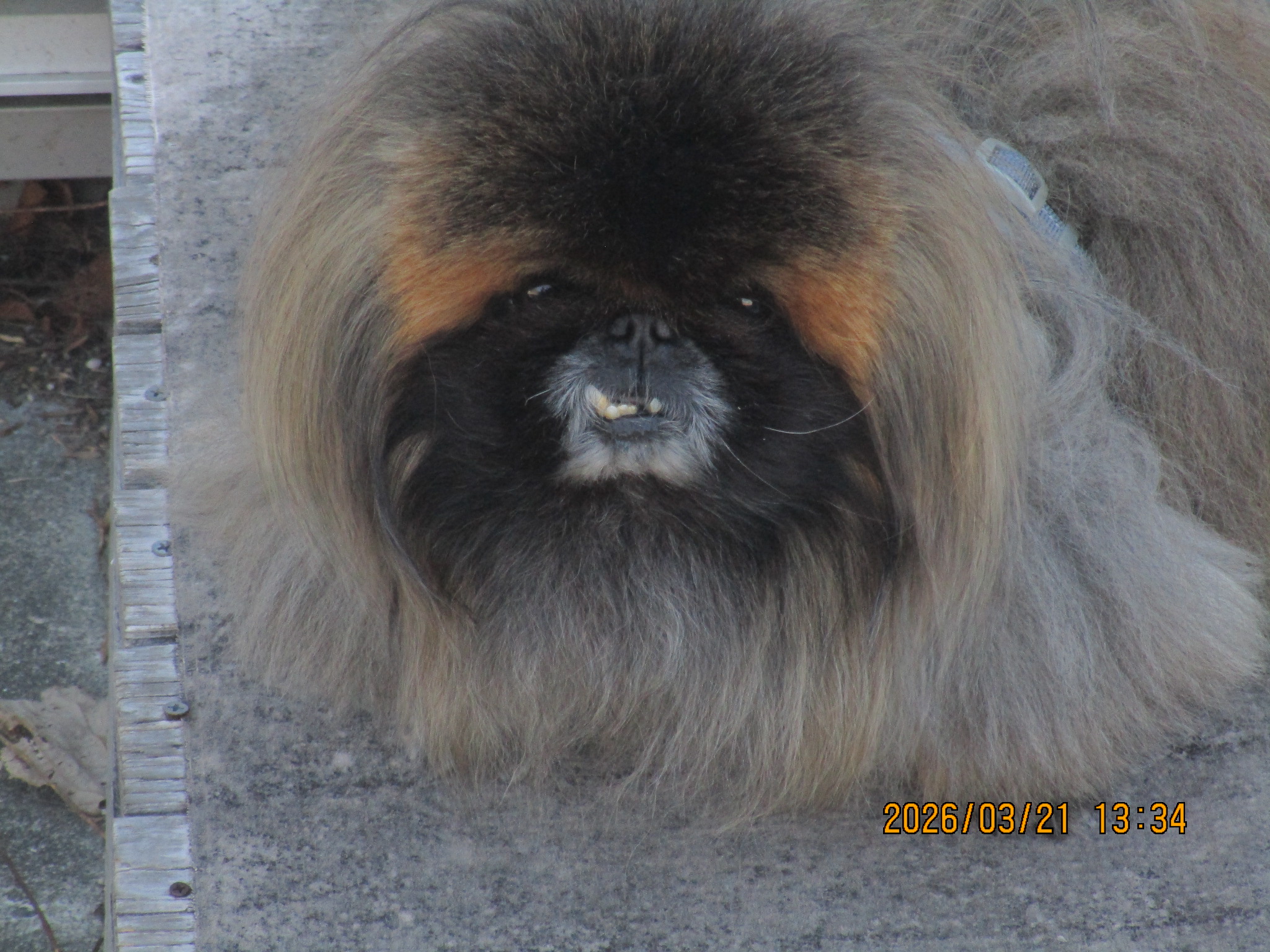 らいちくん らいちくん