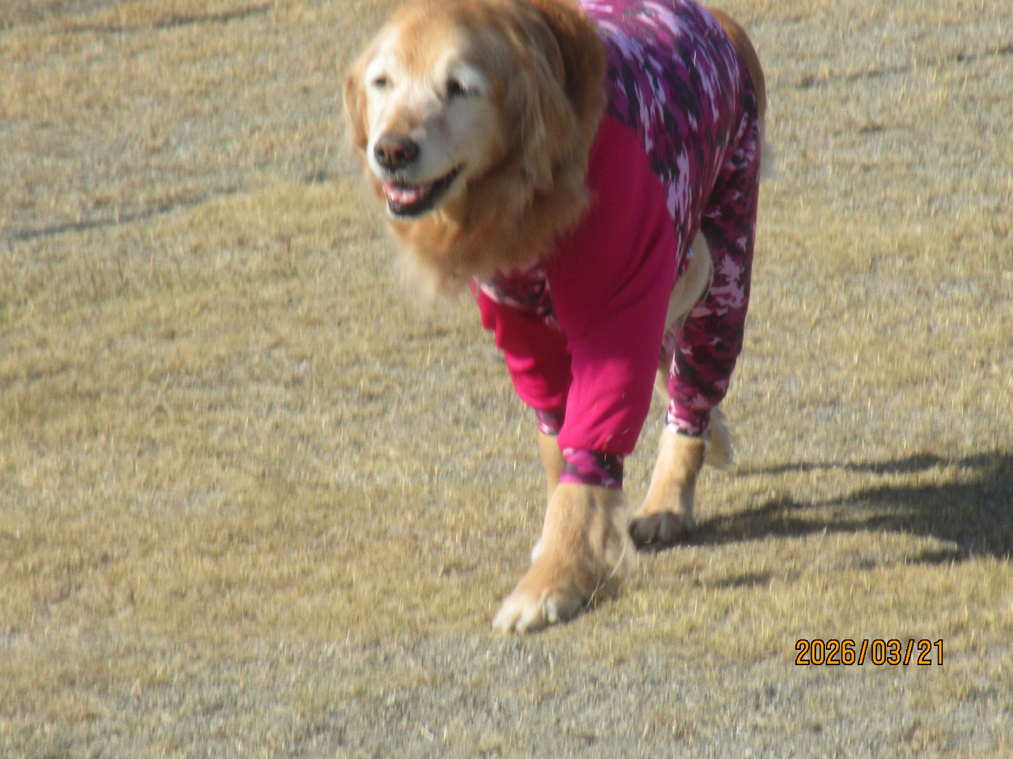 ももちゃん(Ⅴ) ももちゃん(Ⅴ)