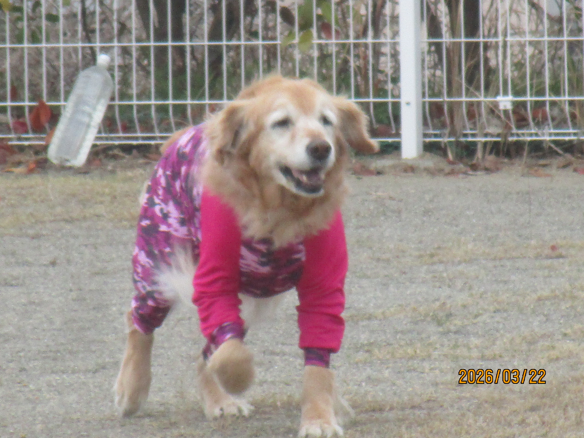 ももちゃん（Ⅴ）