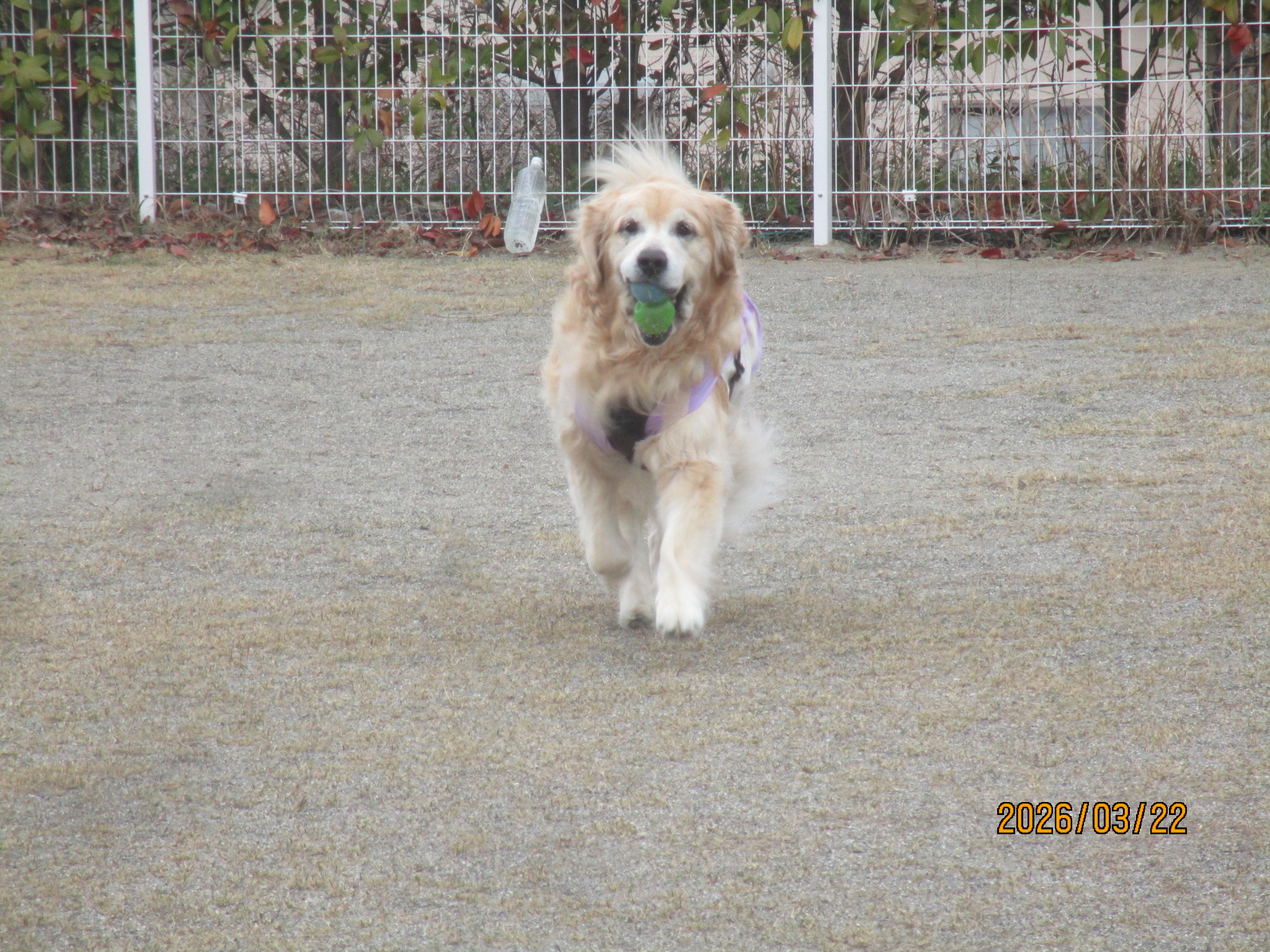 大和くん（Ⅴ）