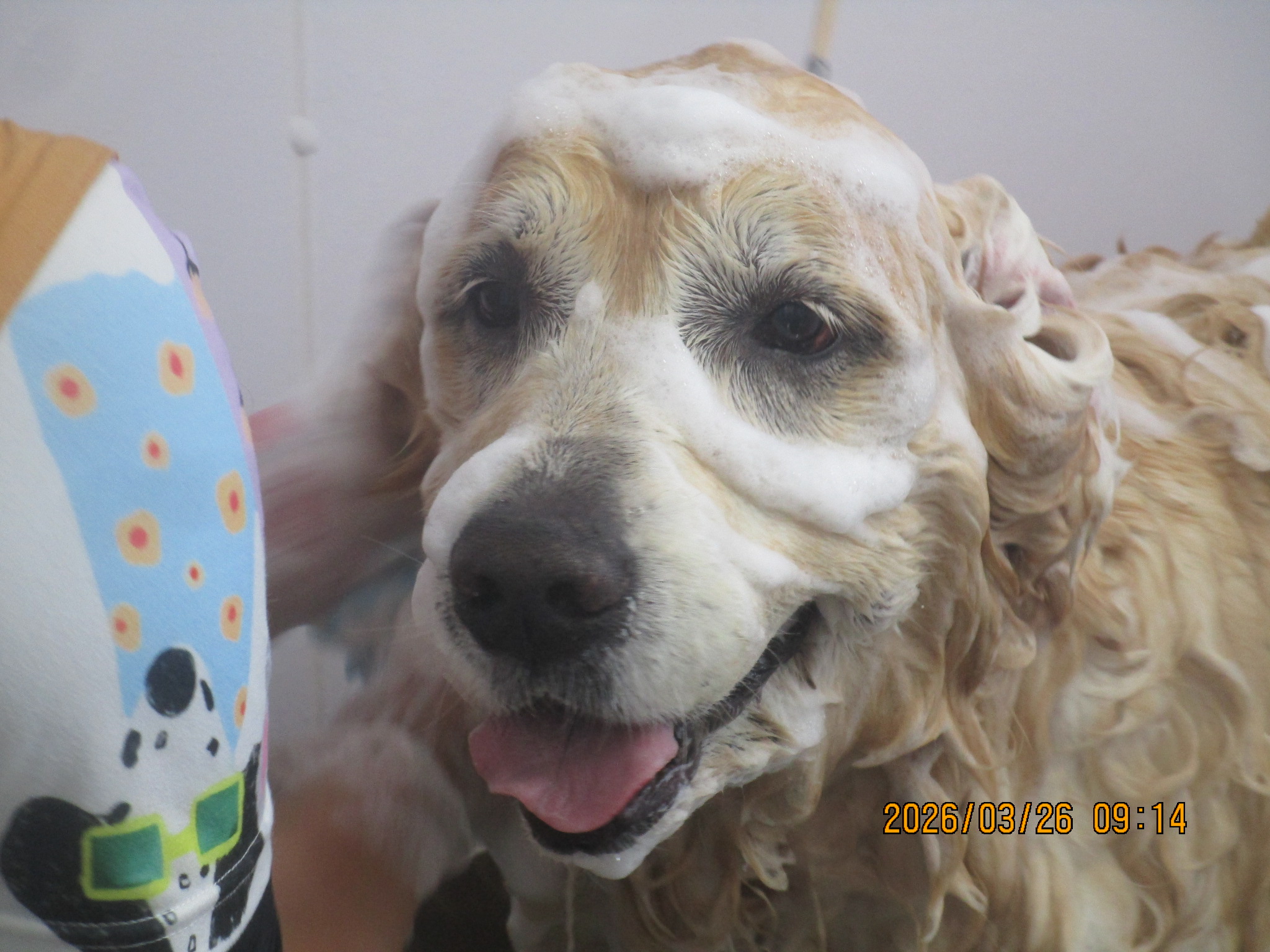 大和くん（Ⅴ）