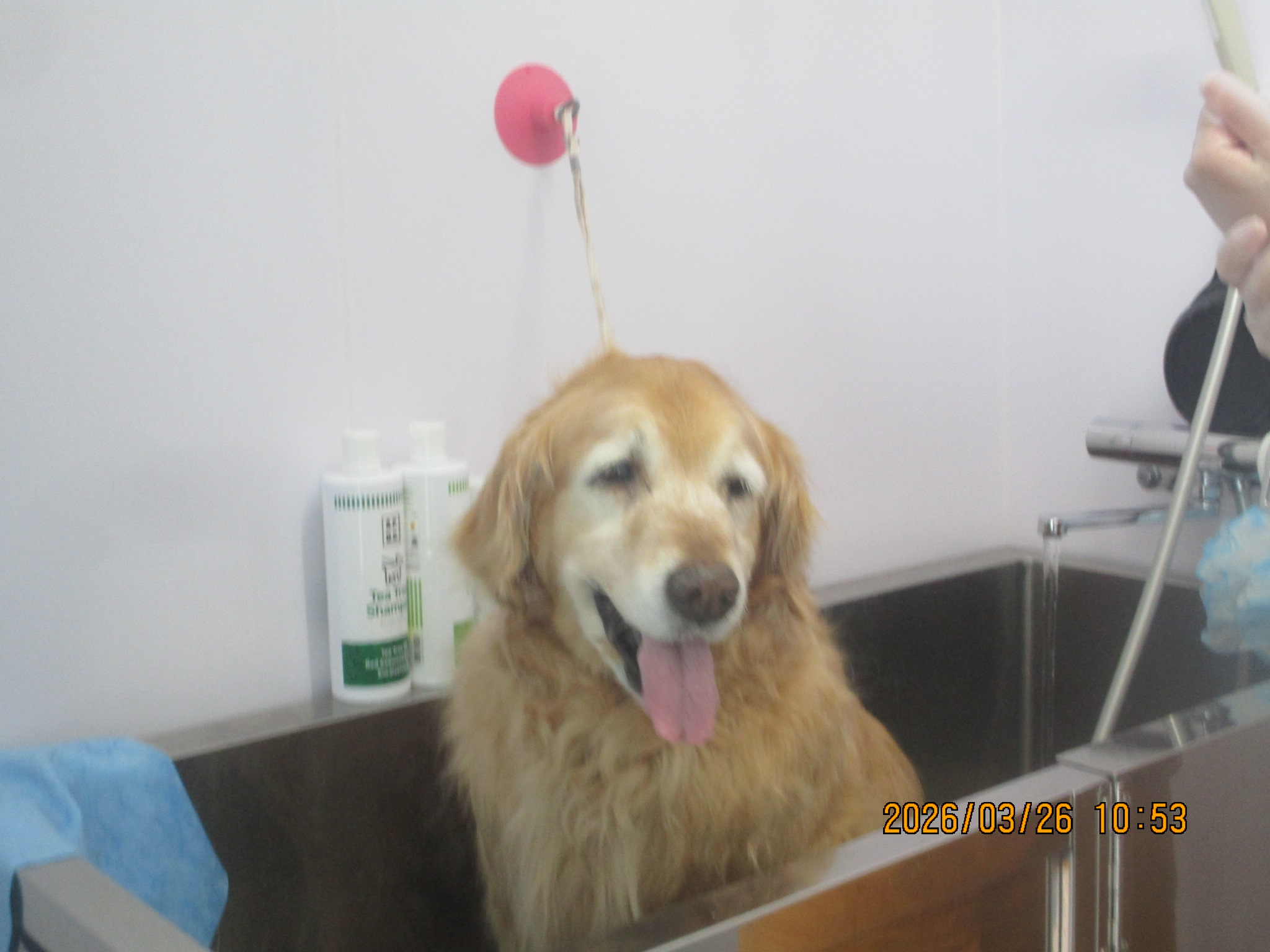 ももちゃん（Ⅴ）