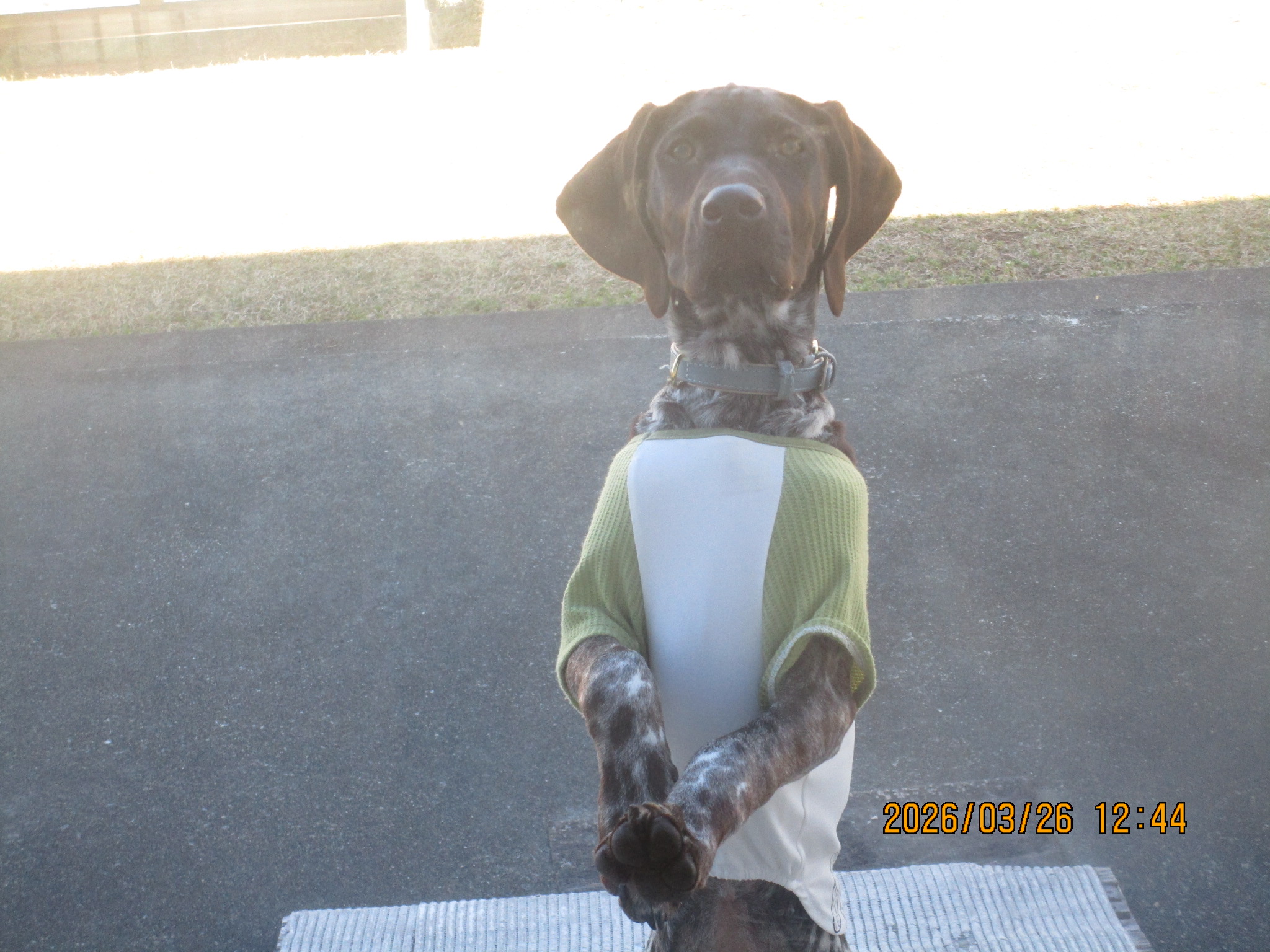 ベルナちゃん（５）