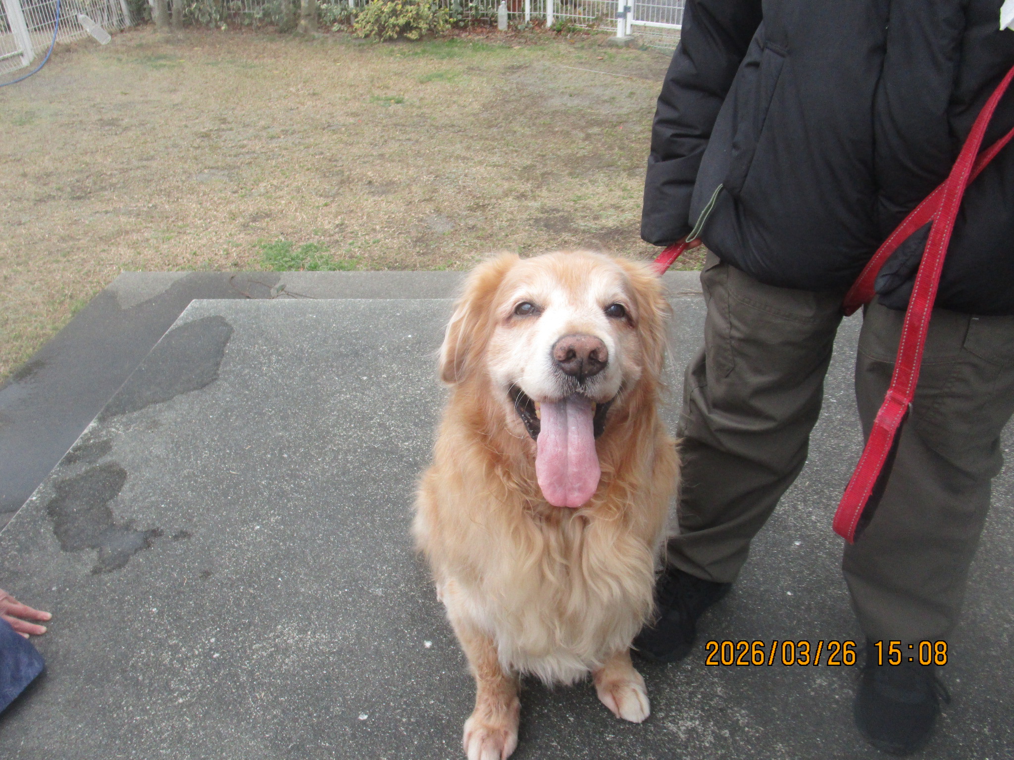 レオくん（Ｖ）