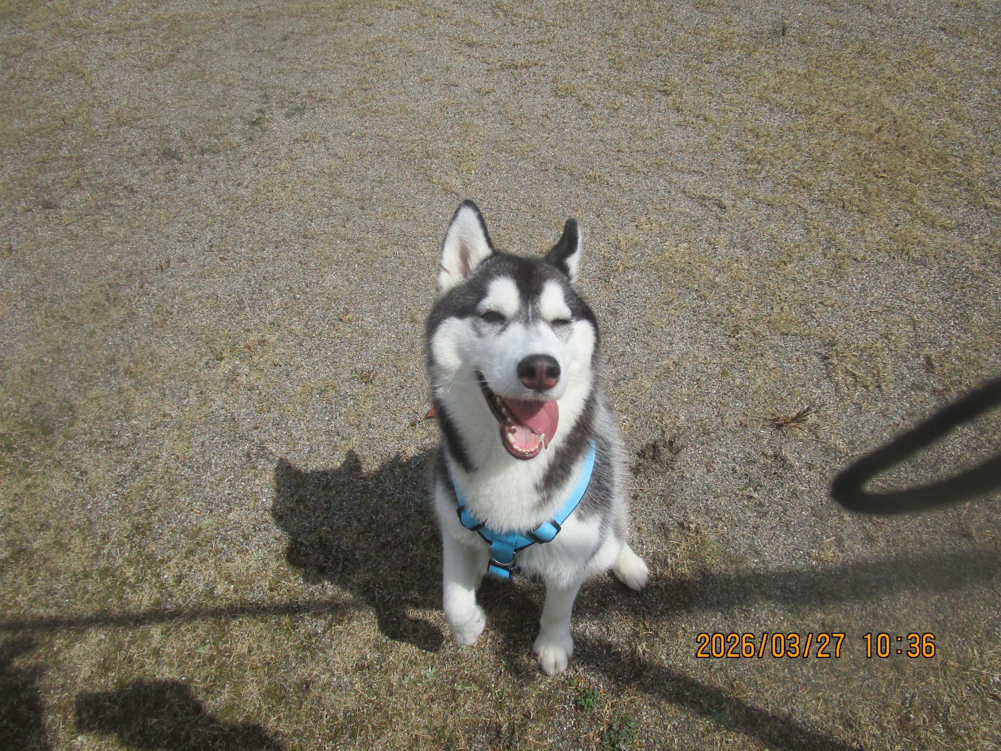 あんこちゃん(8) あんこちゃん(8)